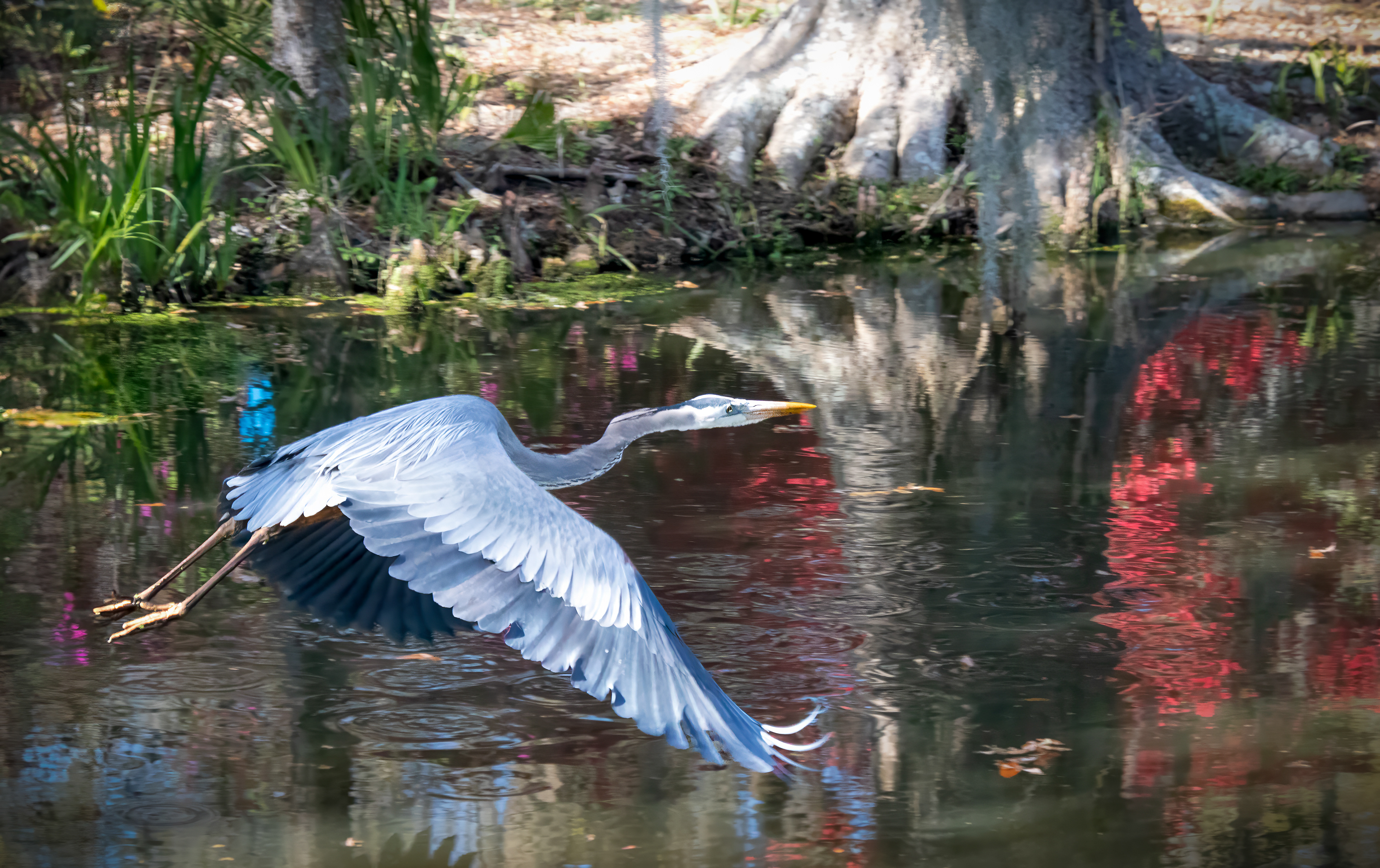 Magnolia Plantation