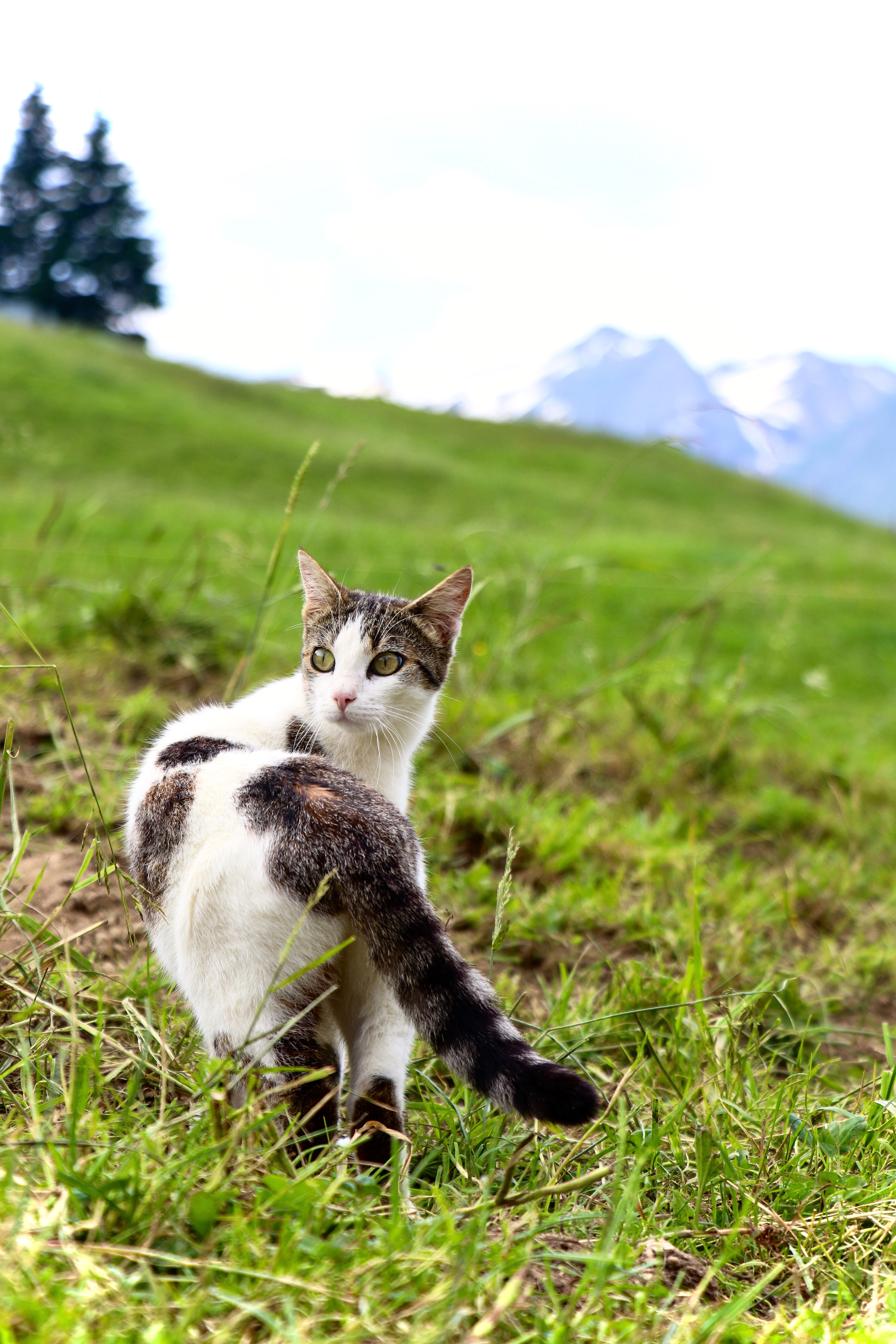 Cat in Mountains