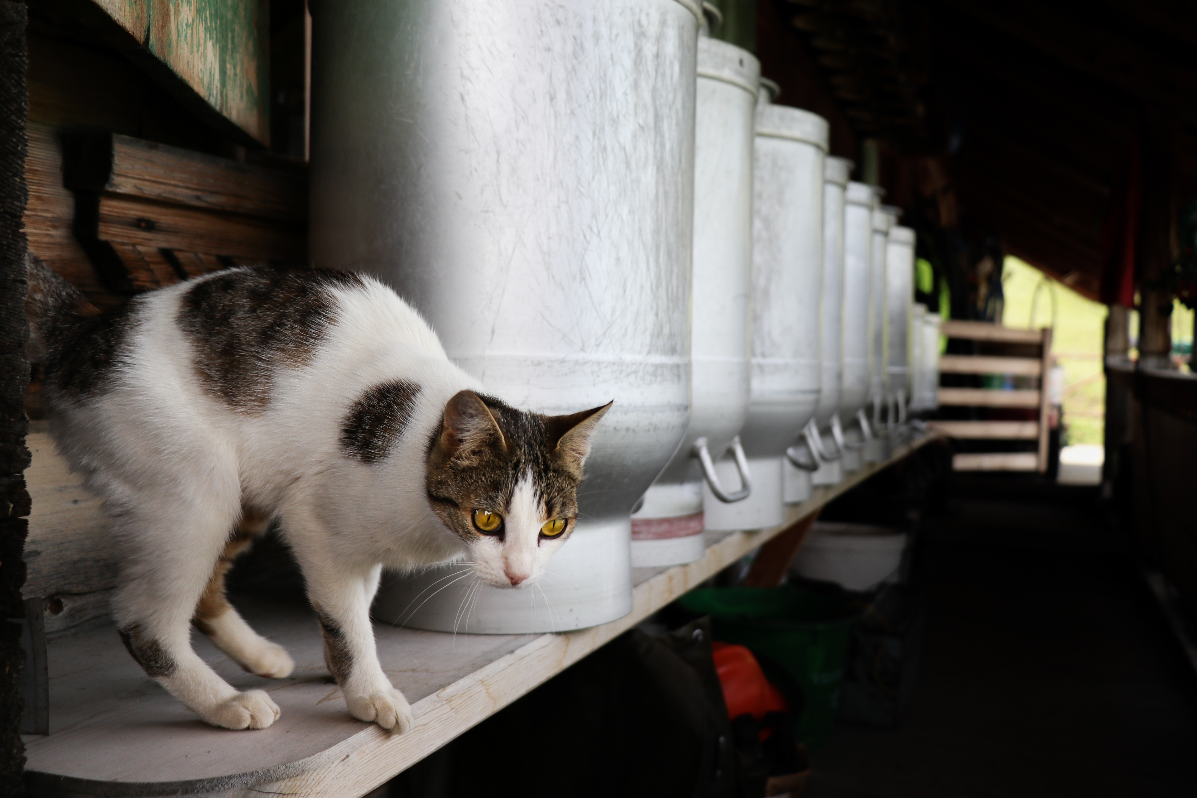 Cat and Barrels