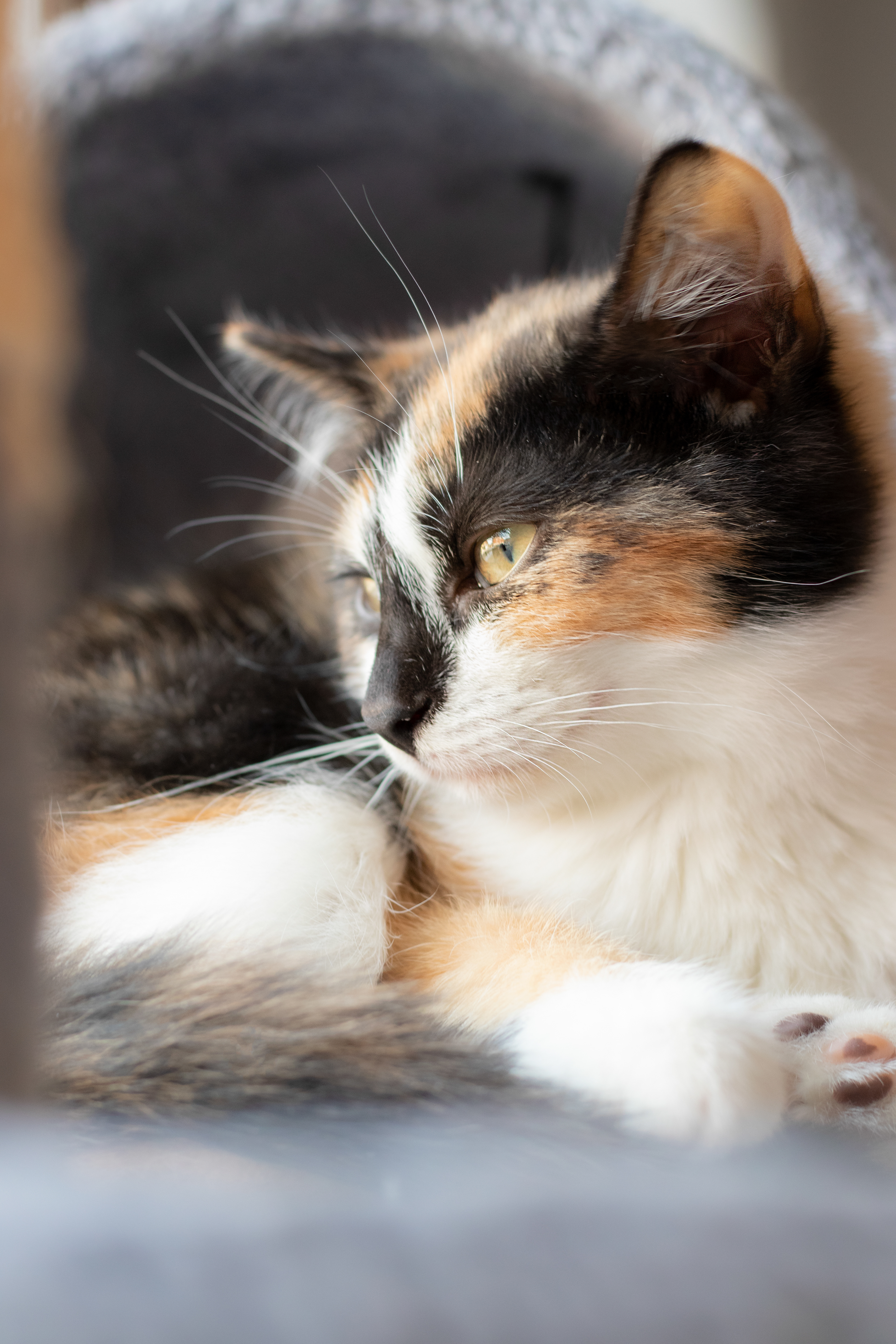 Majesticat