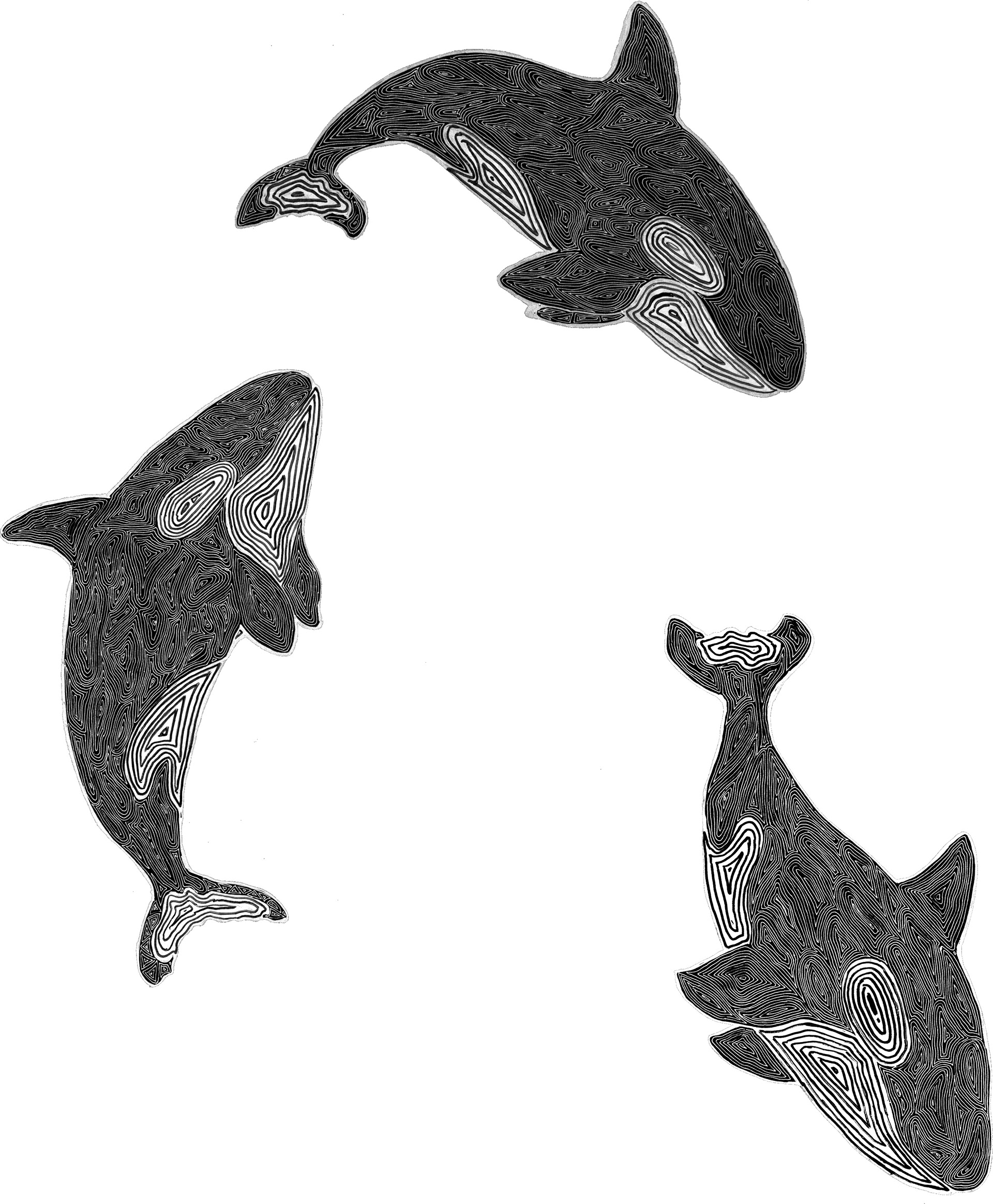 グッズ制作のために描いた作品 鯱