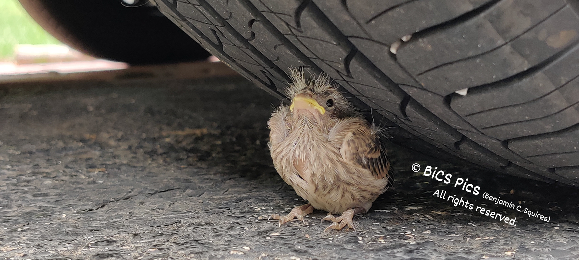 "Stubborn Teenage Fledgling Refuses to Move Despite Parents' Warning About Playing Near Cars"