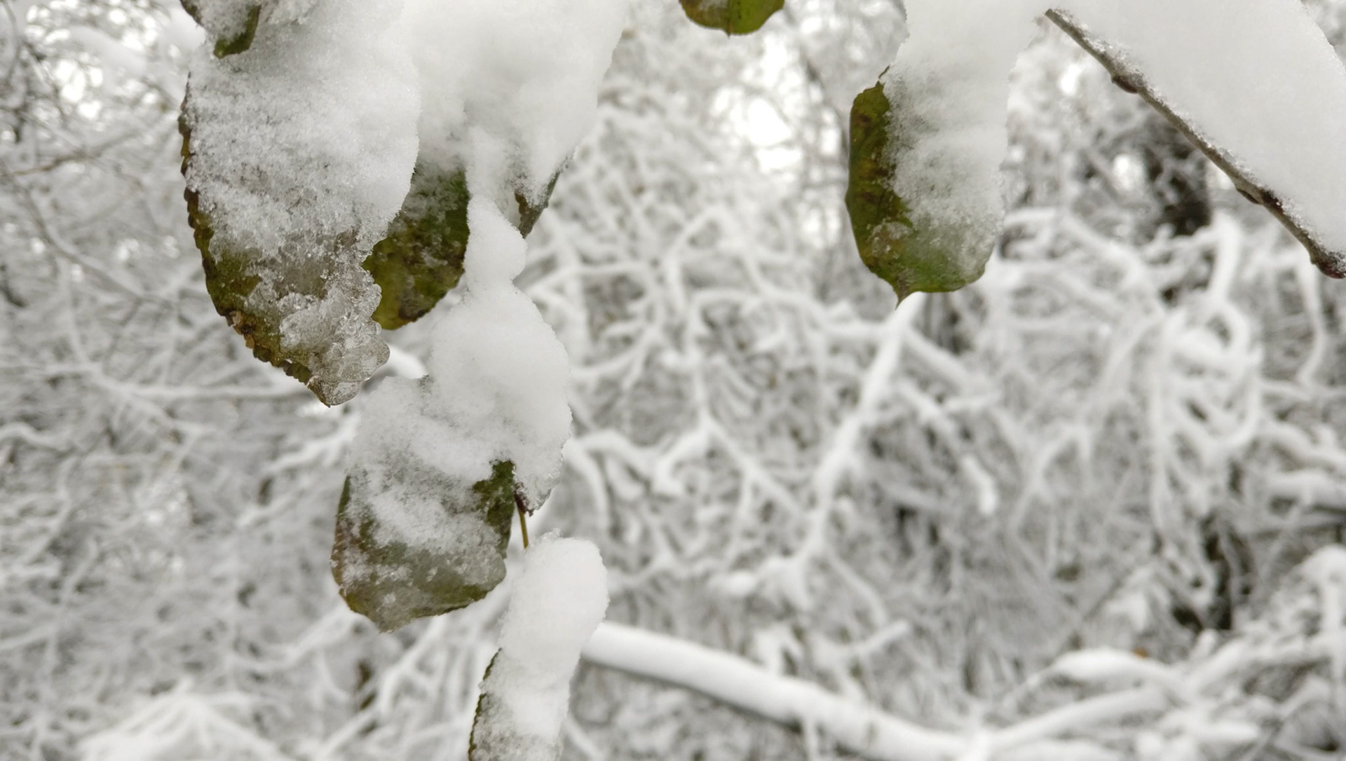 "Closing Credits on the Fall Season #1", Des Plaines River Trail, Gurnee, IL