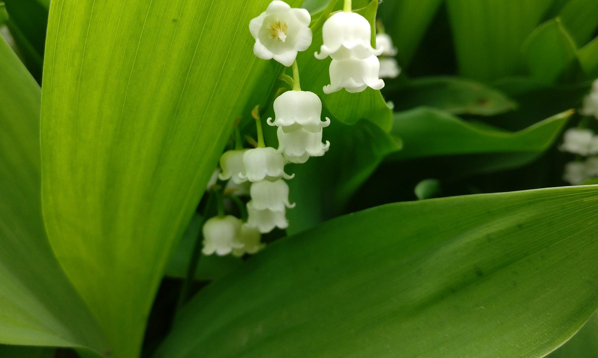 "#751" (600_ _), Grand Avenue, Lake County, IL  [bell] ("The Virgin Who Waited for the Bridegroom")