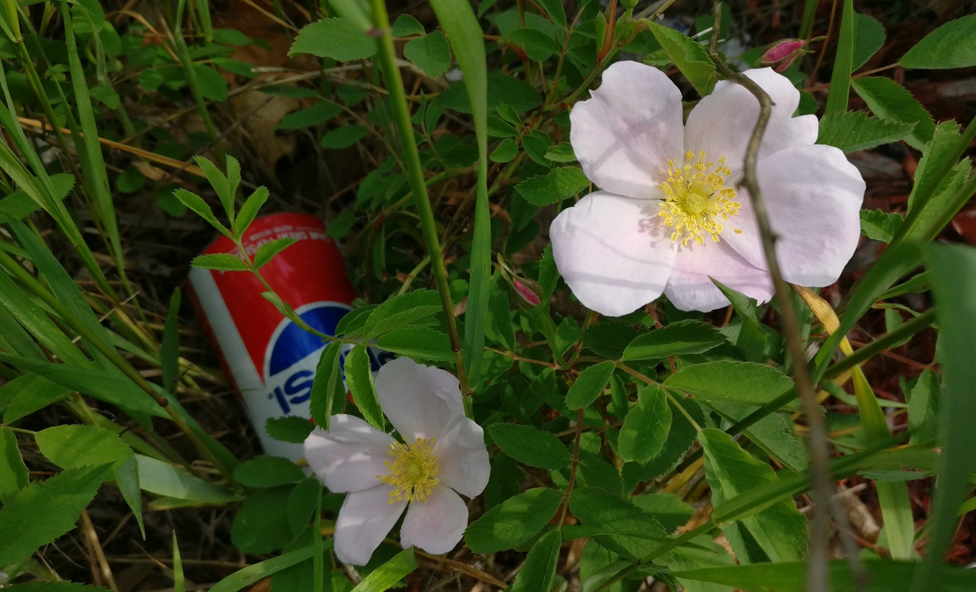 "#835" (600_ _), Grand Avenue, Lake County, IL  [pepsi flowers]