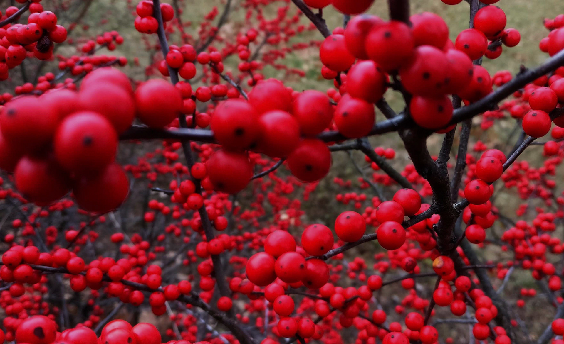 "Density", Woodland Hills, KY