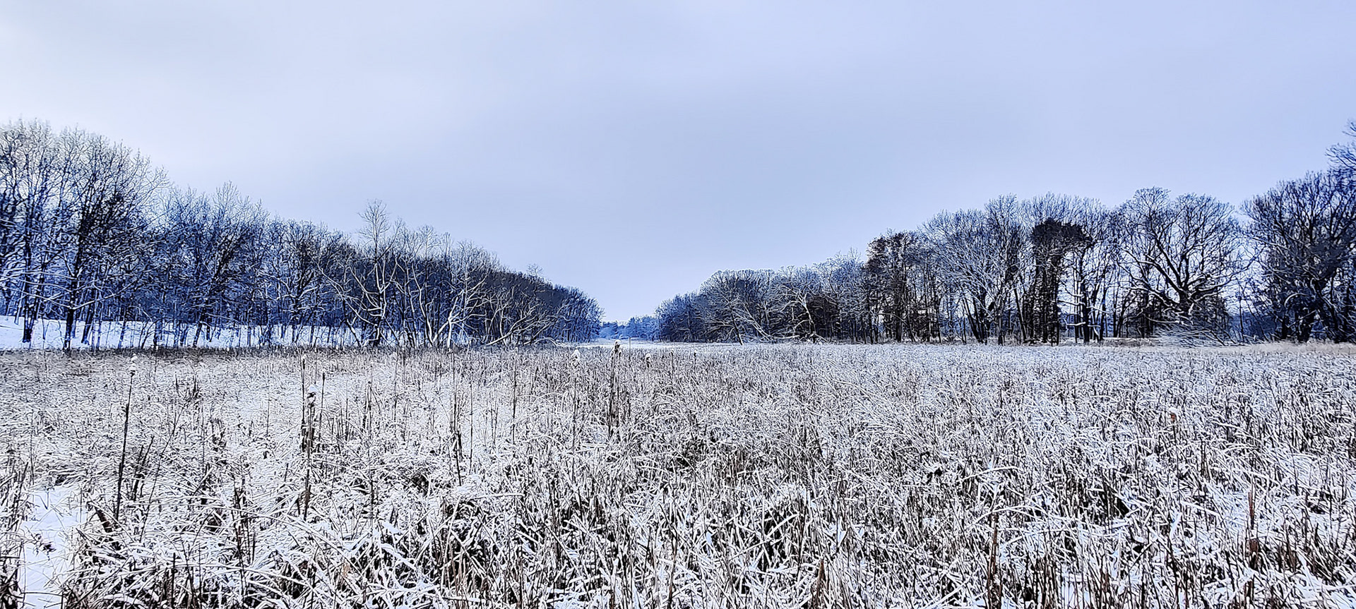 "Blue on Black on White", Van Patten Woods Marsh, Wadsworth, IL