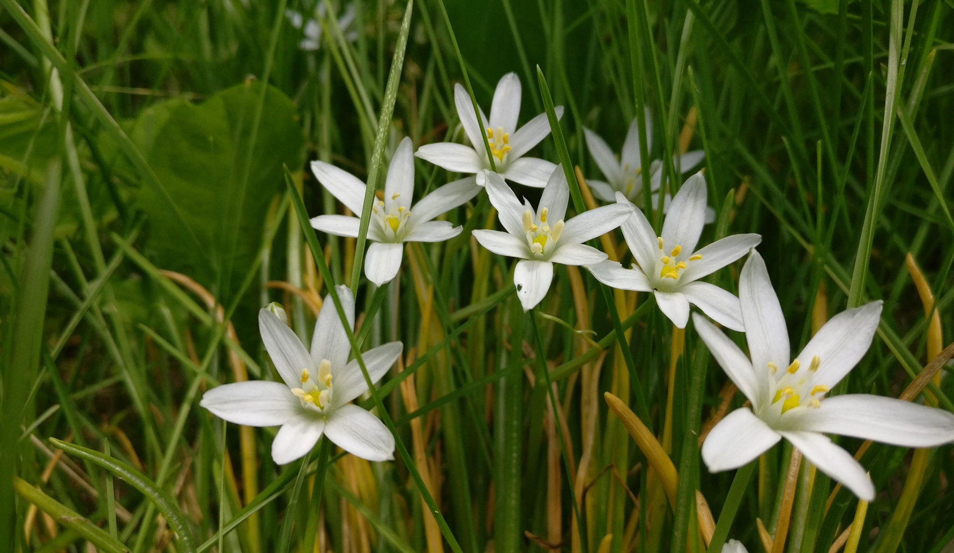 "#026" (600_ _), Grand Avenue, Lake County, IL  [star flowers]