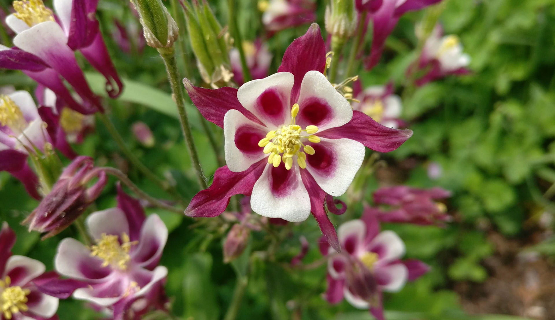 "#524" (600_ _), Grand Avenue, Lake County, IL  [purple dazzle flowers]