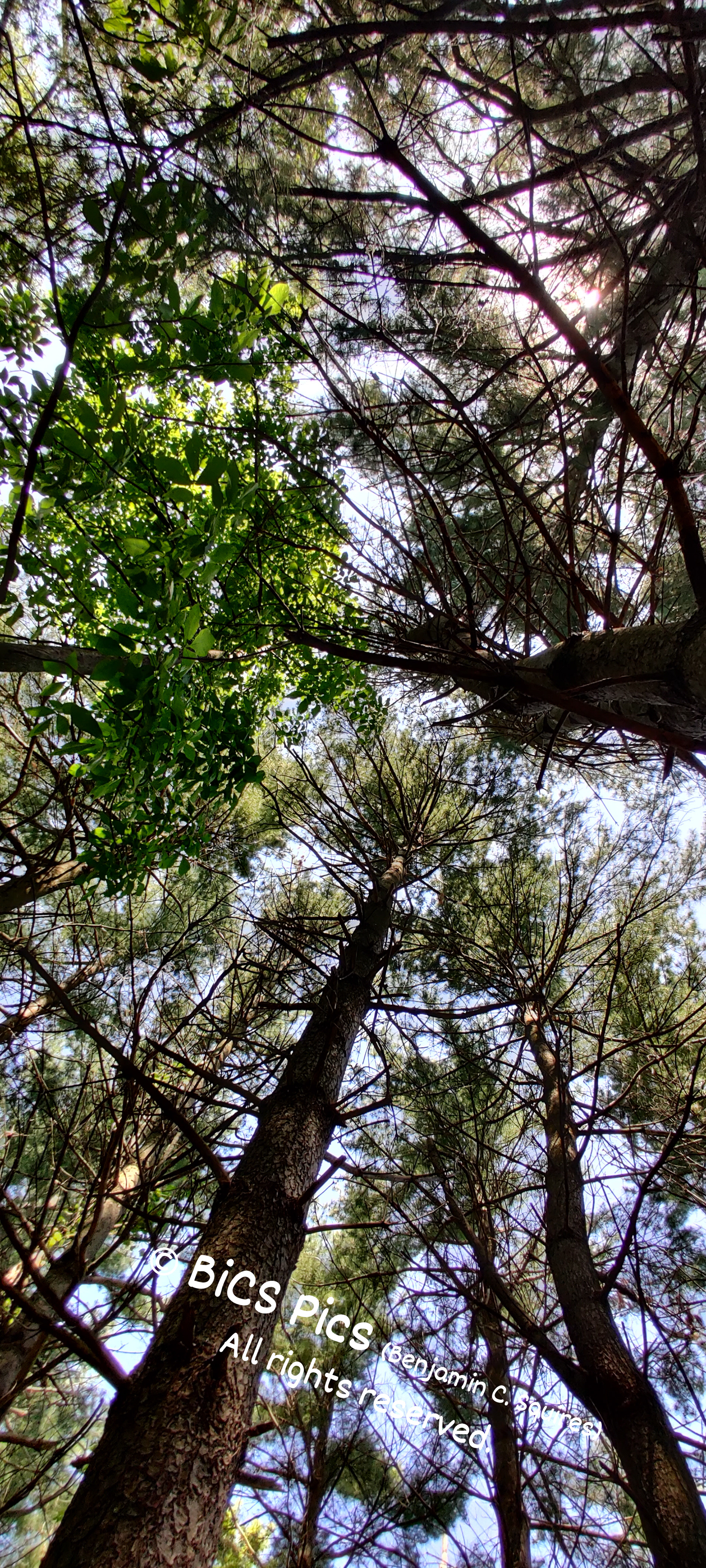"Stretched Out Panorama", Bong State Recreation Area, Kansasville, WI (2021)