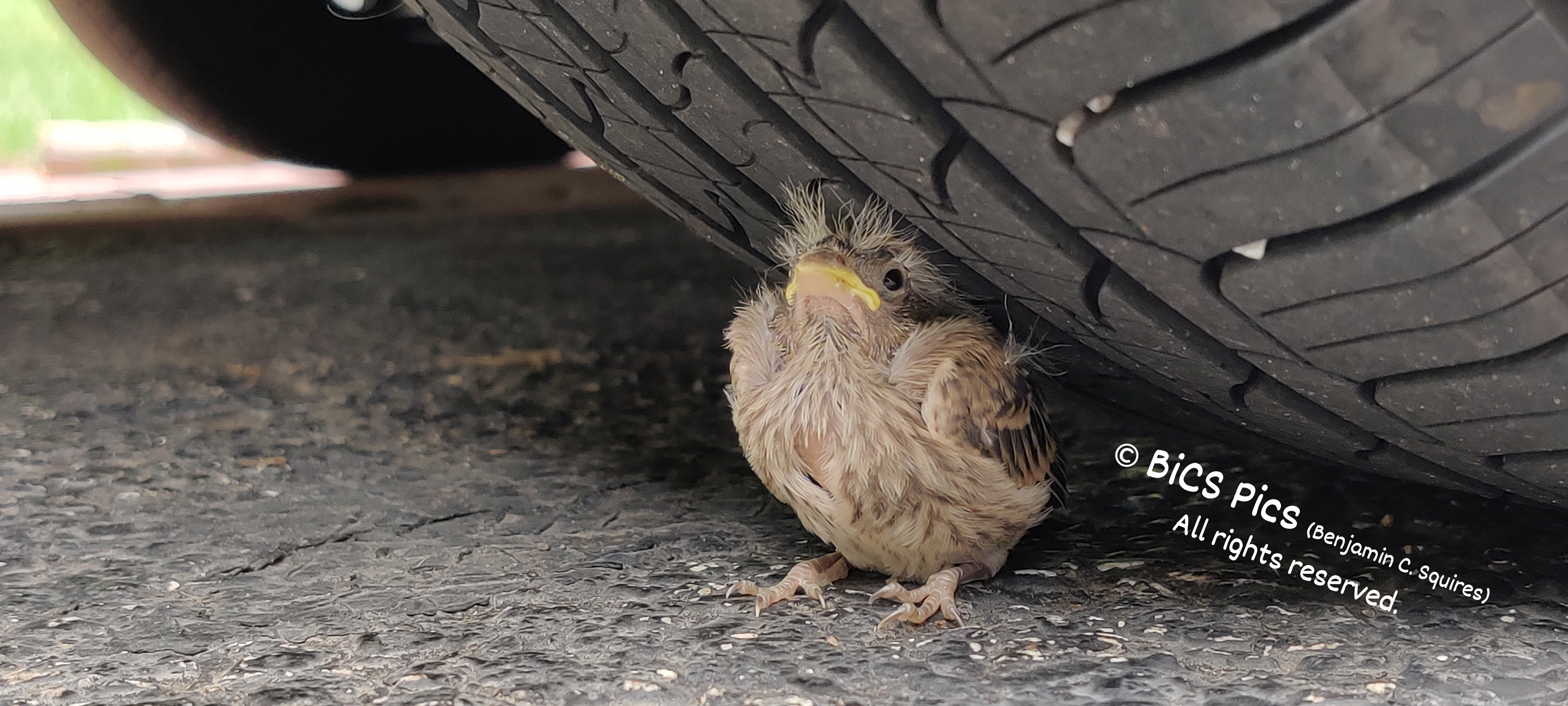 "Stubborn Teenage Fledgling Refuses to Move Despite Parents' Warning About Playing Near Cars" (2021)