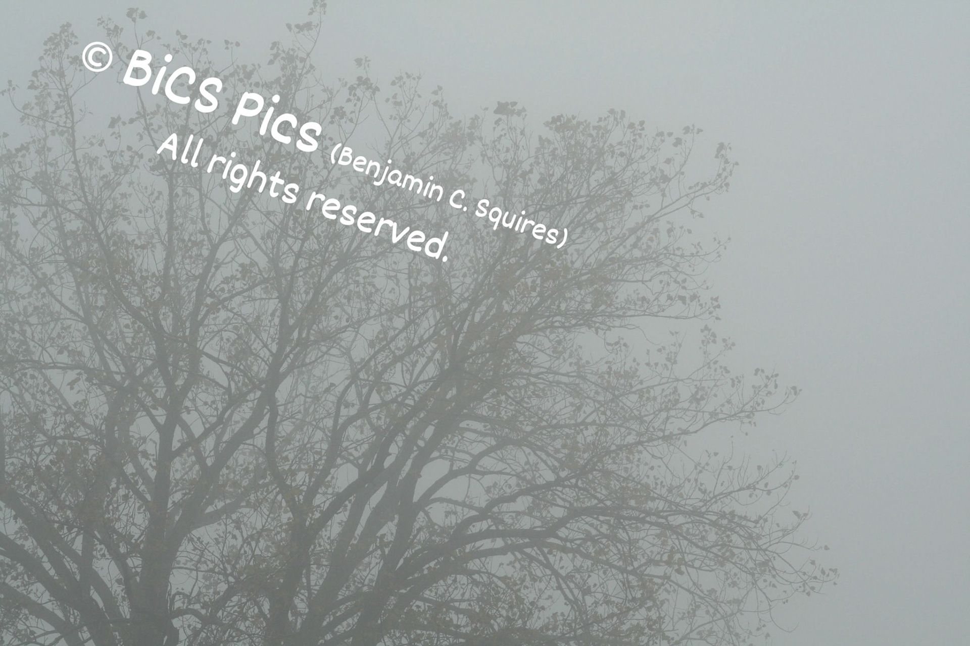 "Dull Fogripper", Waukegan Beach, Illinois