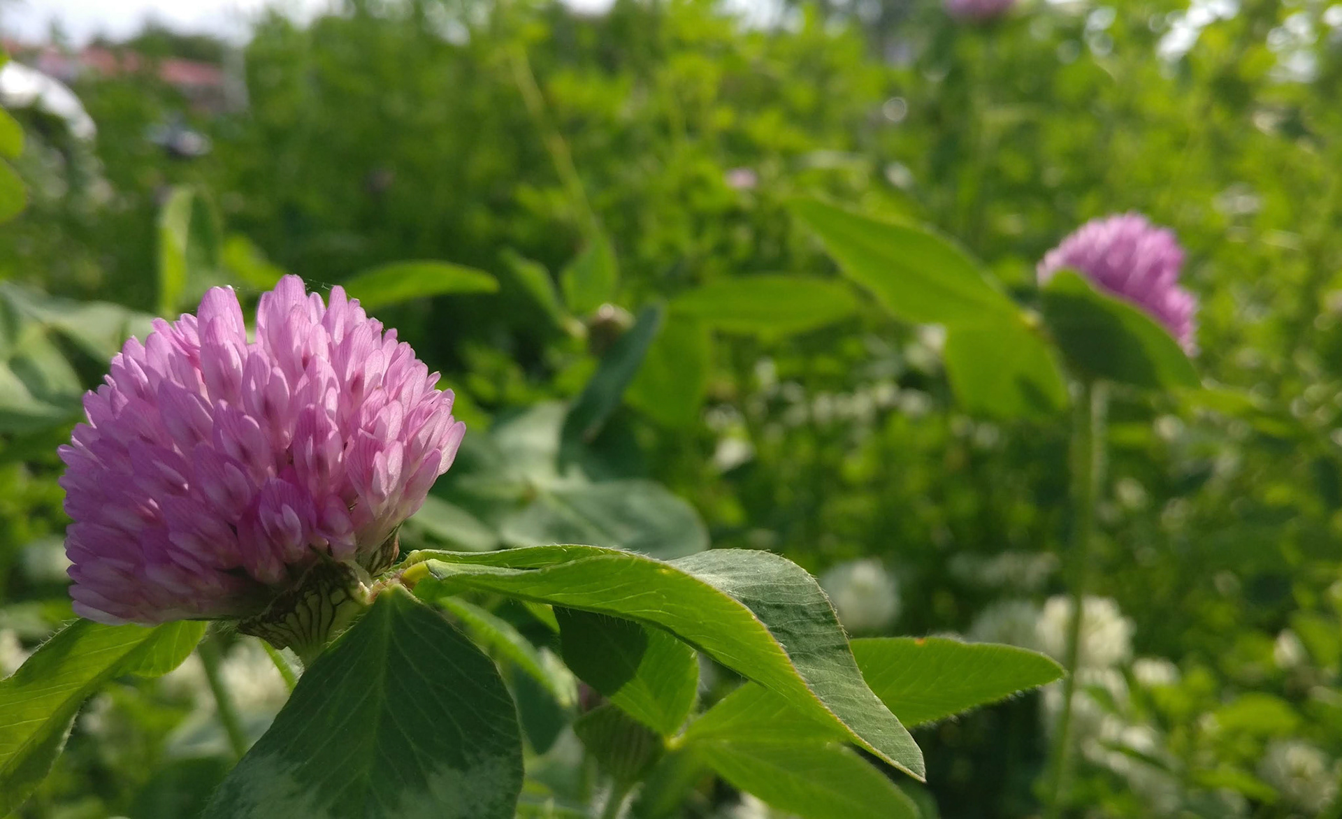 "#528" (600_ _), Grand Avenue, Lake County, IL  [thistle]