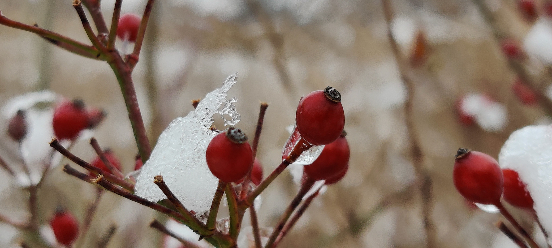 "Leaping Frost #1", Pine Dunes Forest Preserve, Antioch Township, IL