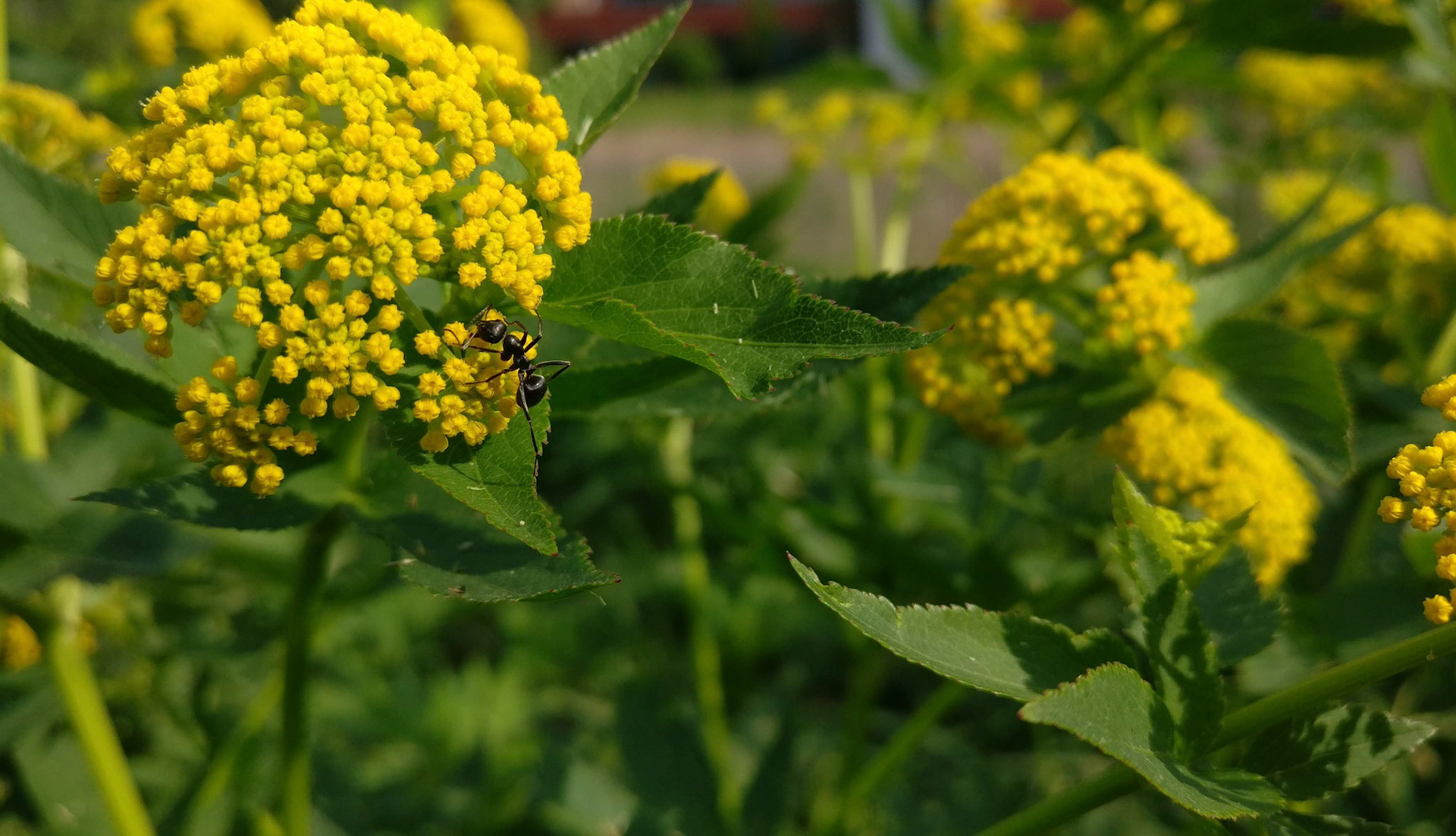 "#523" (600_ _), Grand Avenue, Lake County, IL  [yellow ant]