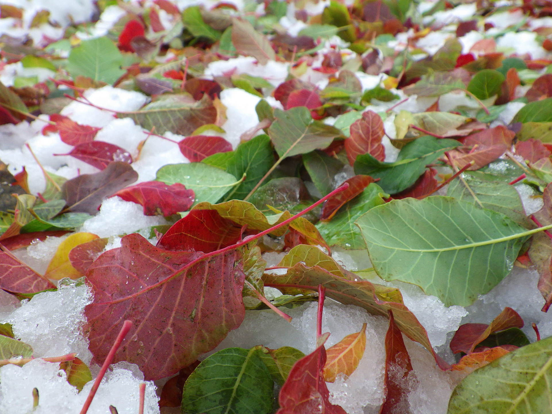 "Christmas Smoke", Smoke tree leaves
