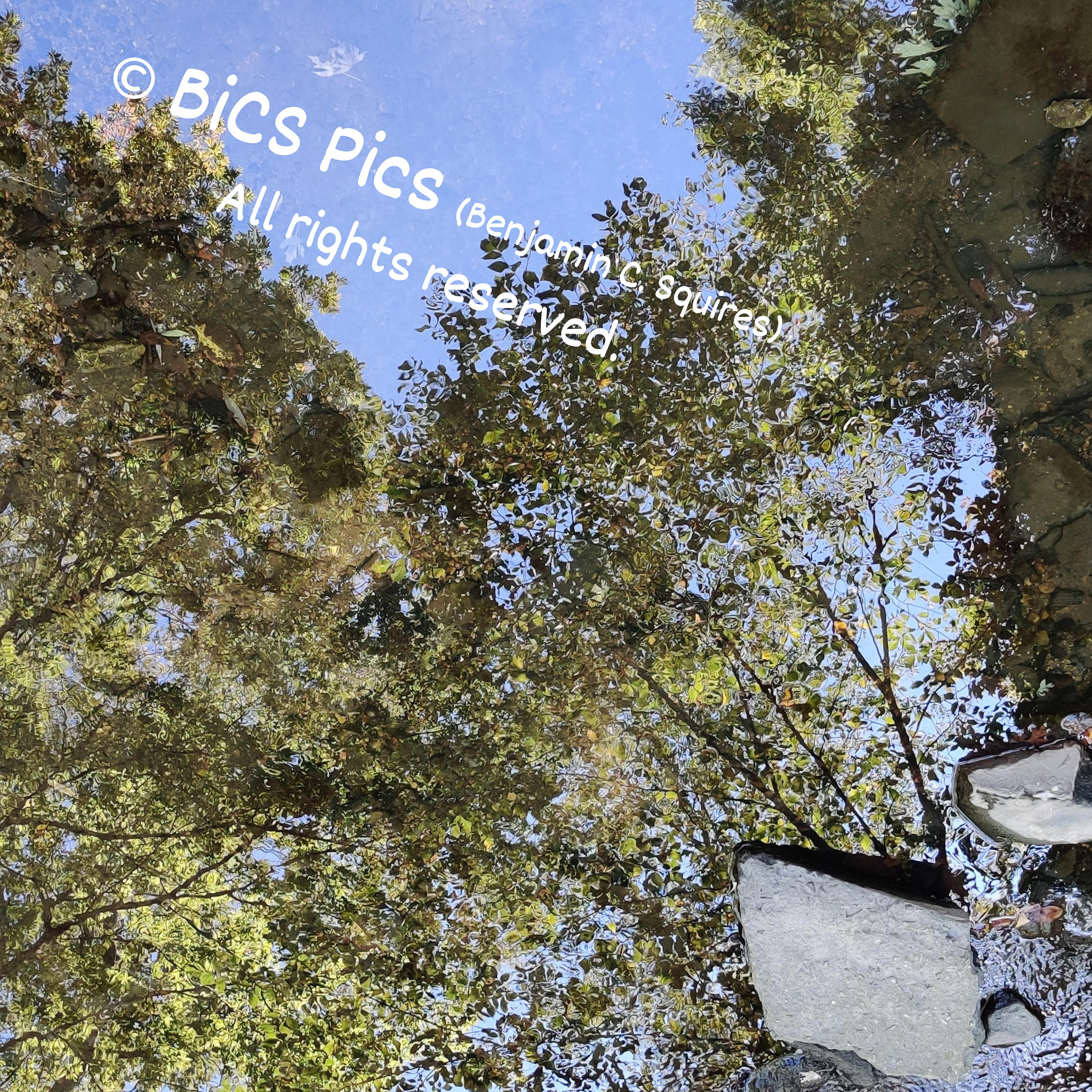 "Rock Stump Trees", Waukegan River, Powell Park, Waukegan, IL (2020)