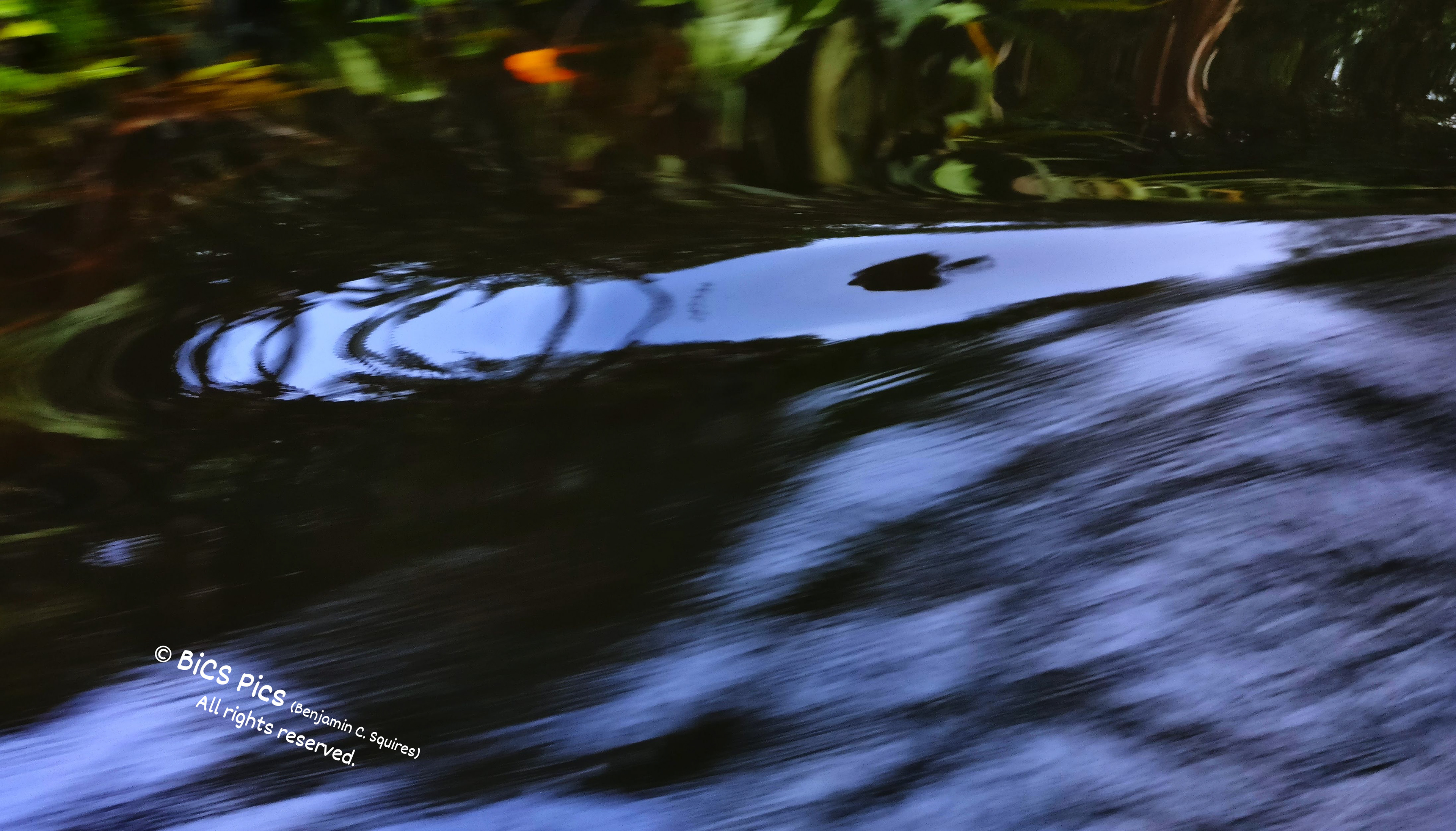 "Swift-moving Toucan Above the Canal", Parque Nacional Tortuguero, Costa Rica (2018)
