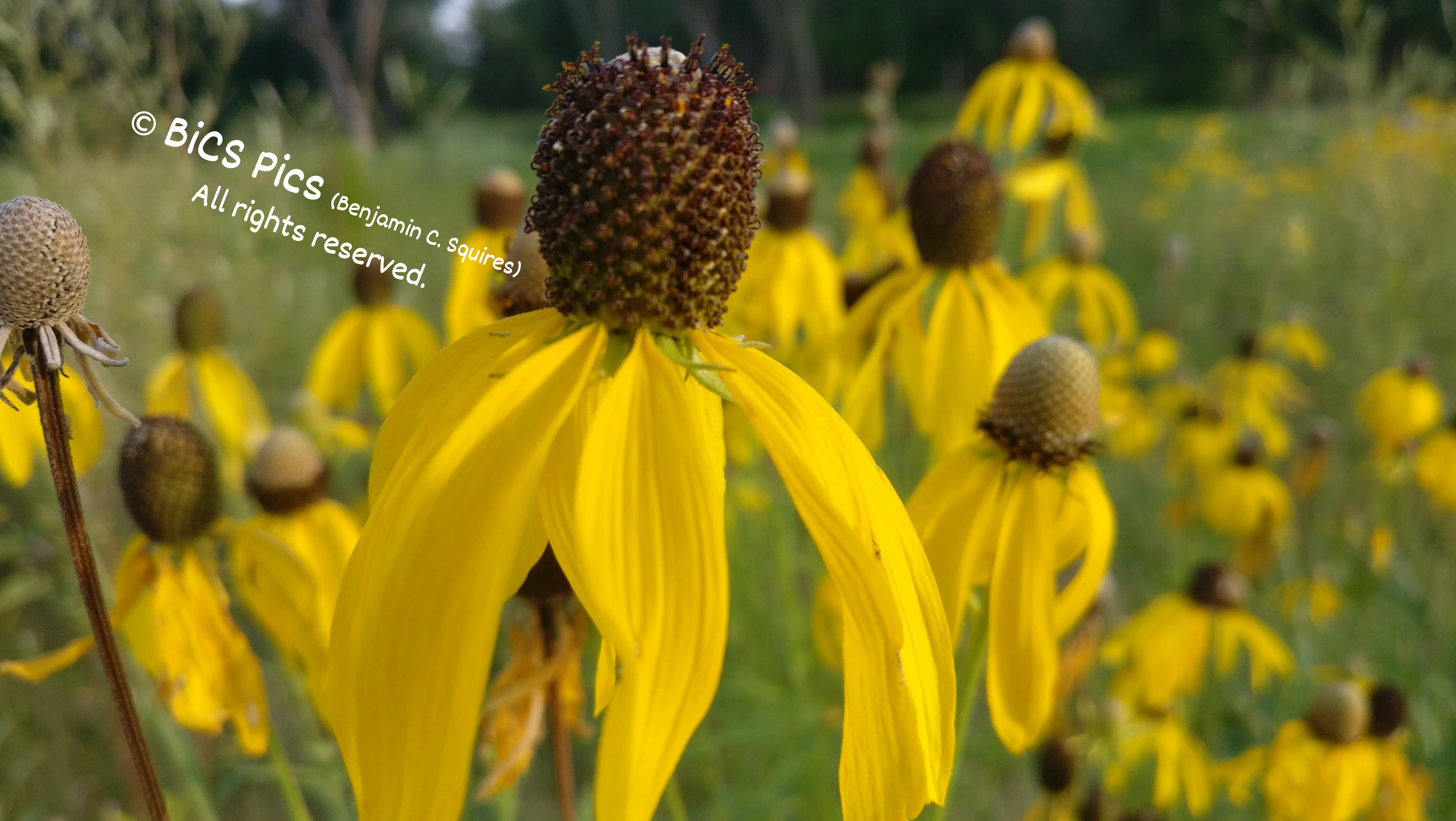 "Damsel Danse #1", Liberty Prairie Nature Preserve, Libertyville Open Space, IL (2017)