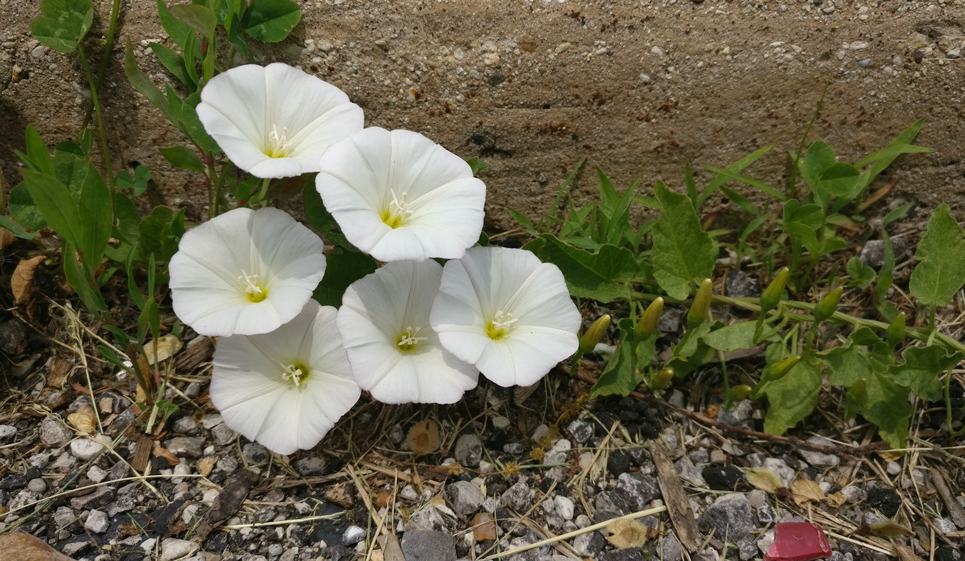"#247" (600_ _), Grand Avenue, Lake County, IL  [flower curb]