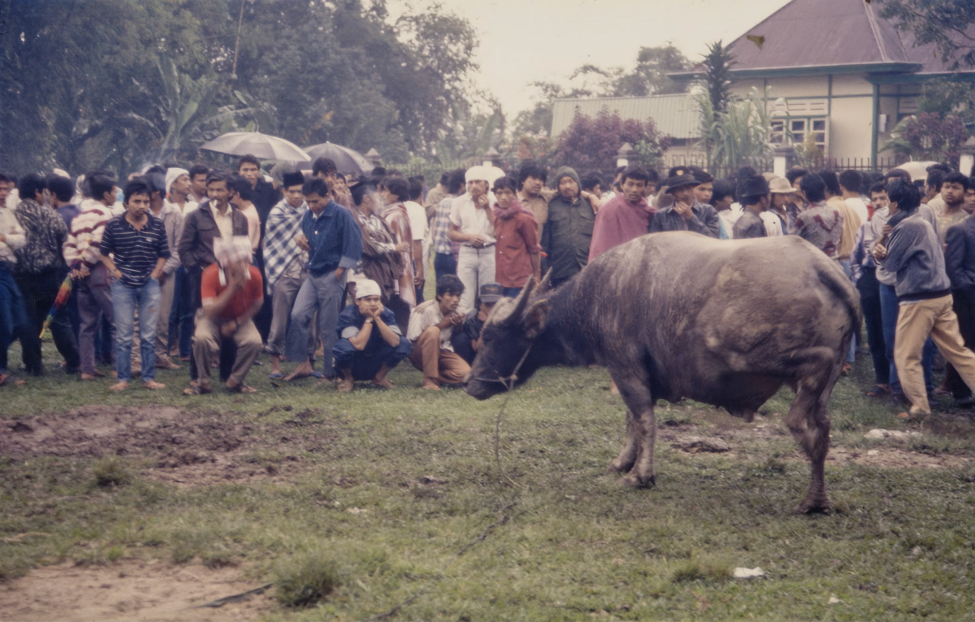 Bukittinggi Cattle Market 1991
