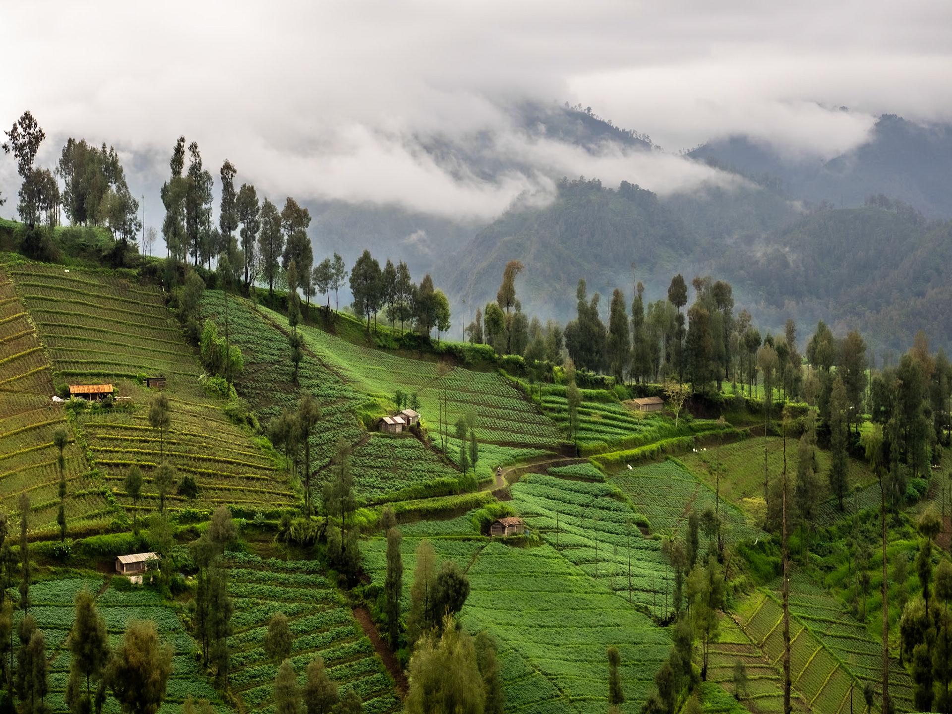 Road to Mount Bromo