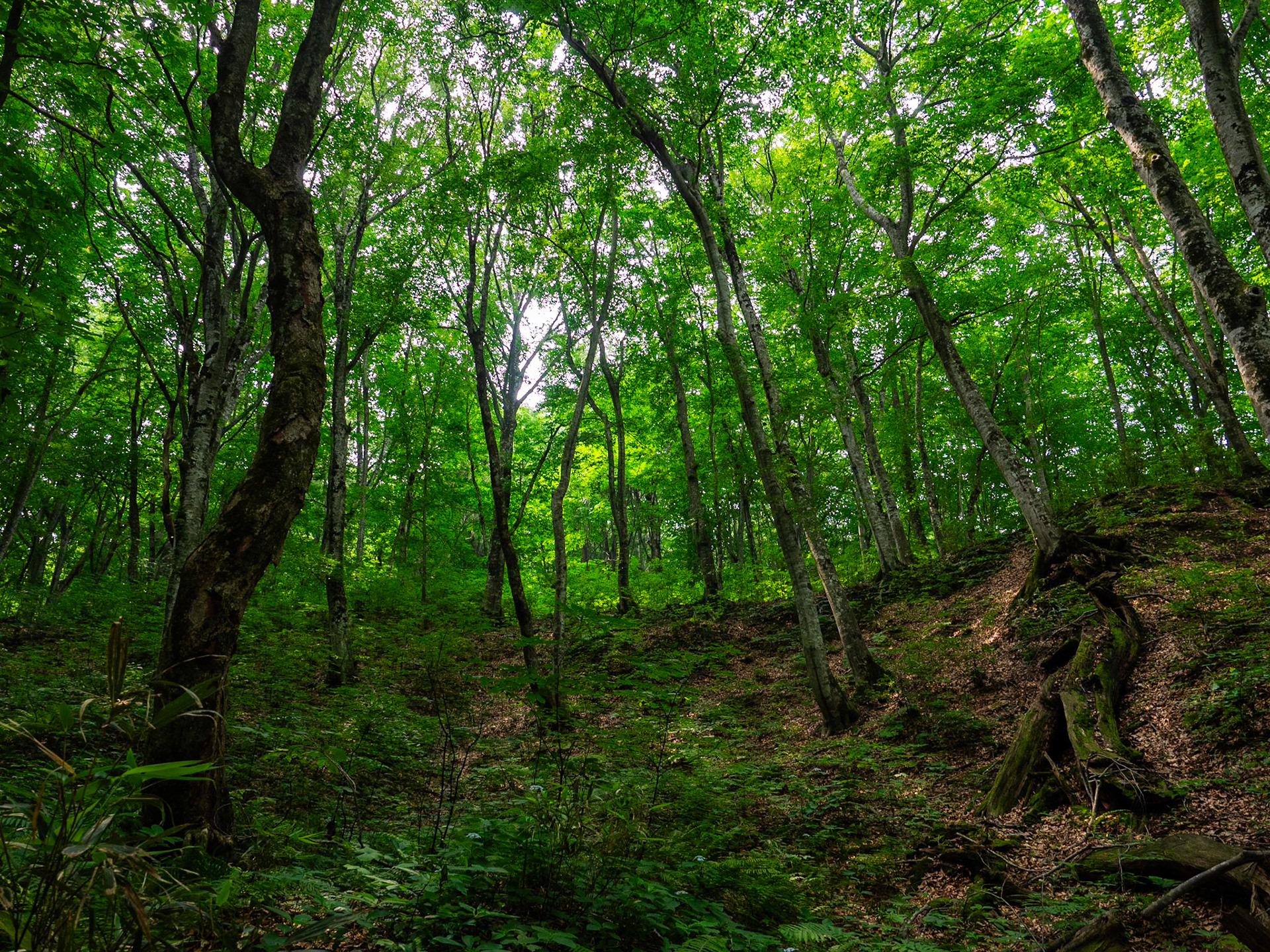 Beech Forest Trail, Anmon