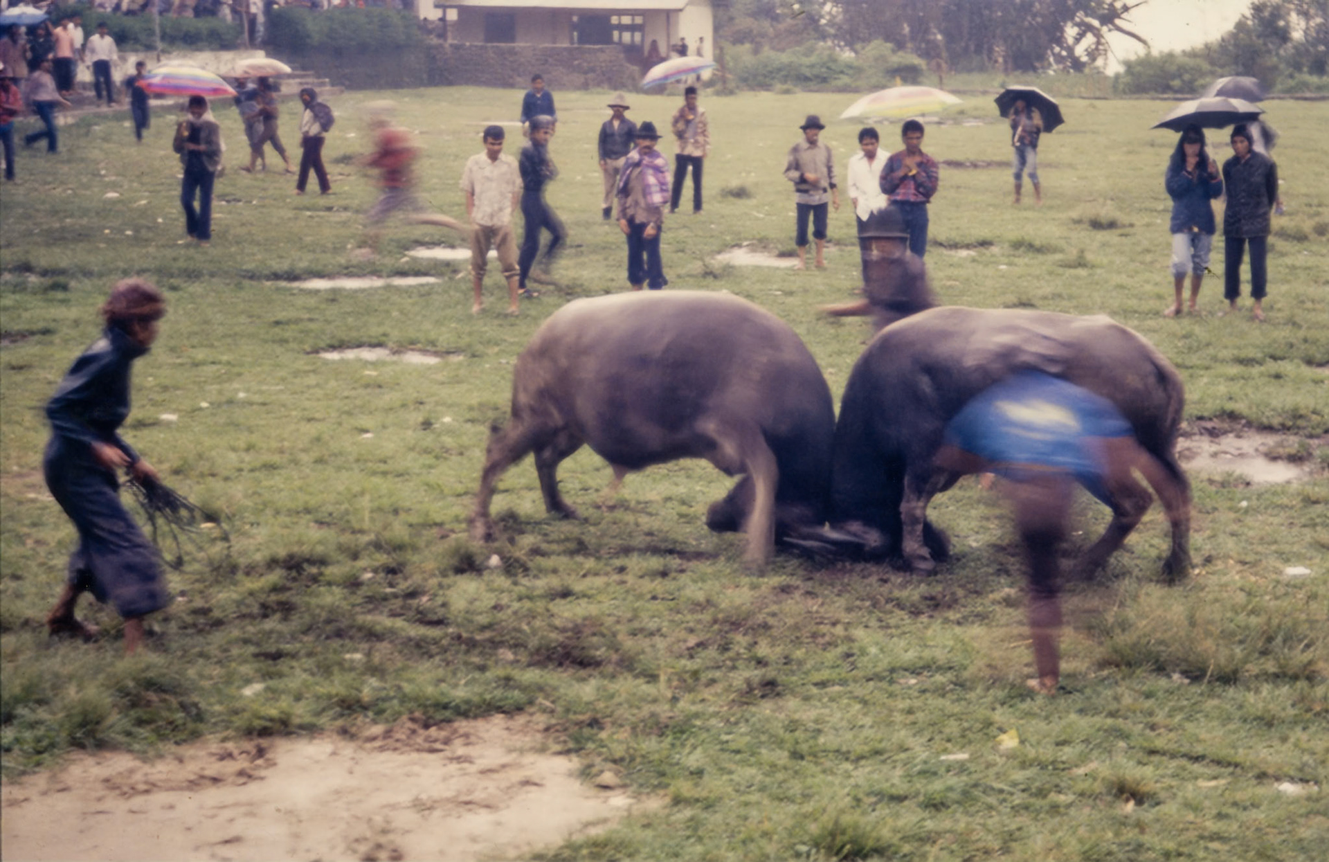 Bukittinggi Cattle Market 1991