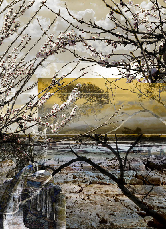 Polluted Cherry Blossom Time