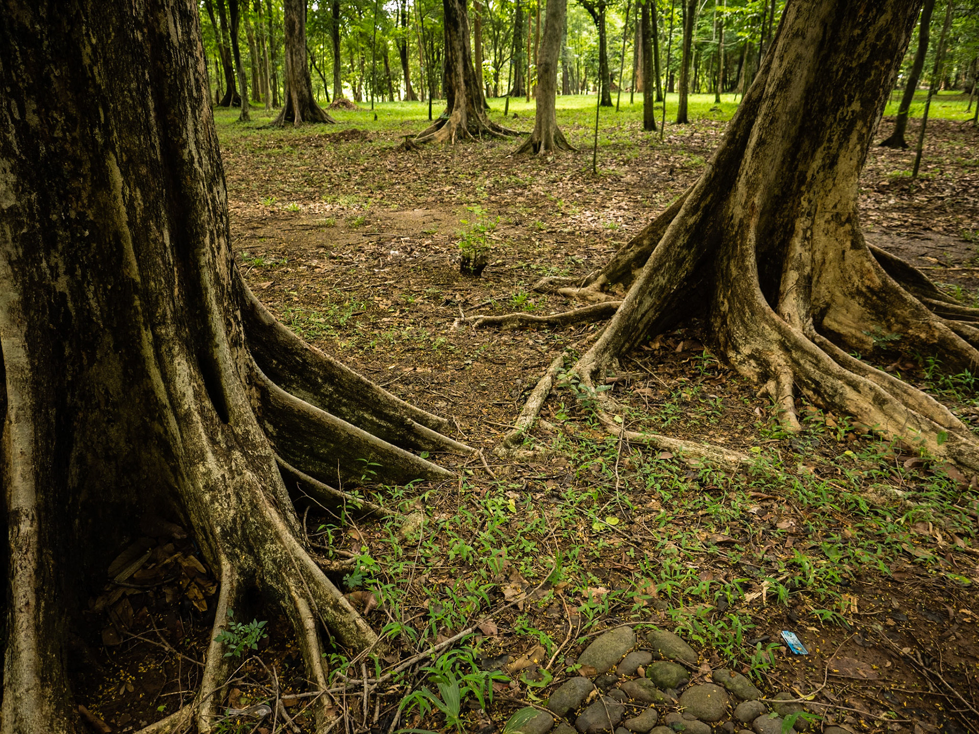 Purwodadi Botanical Gardens, Malang