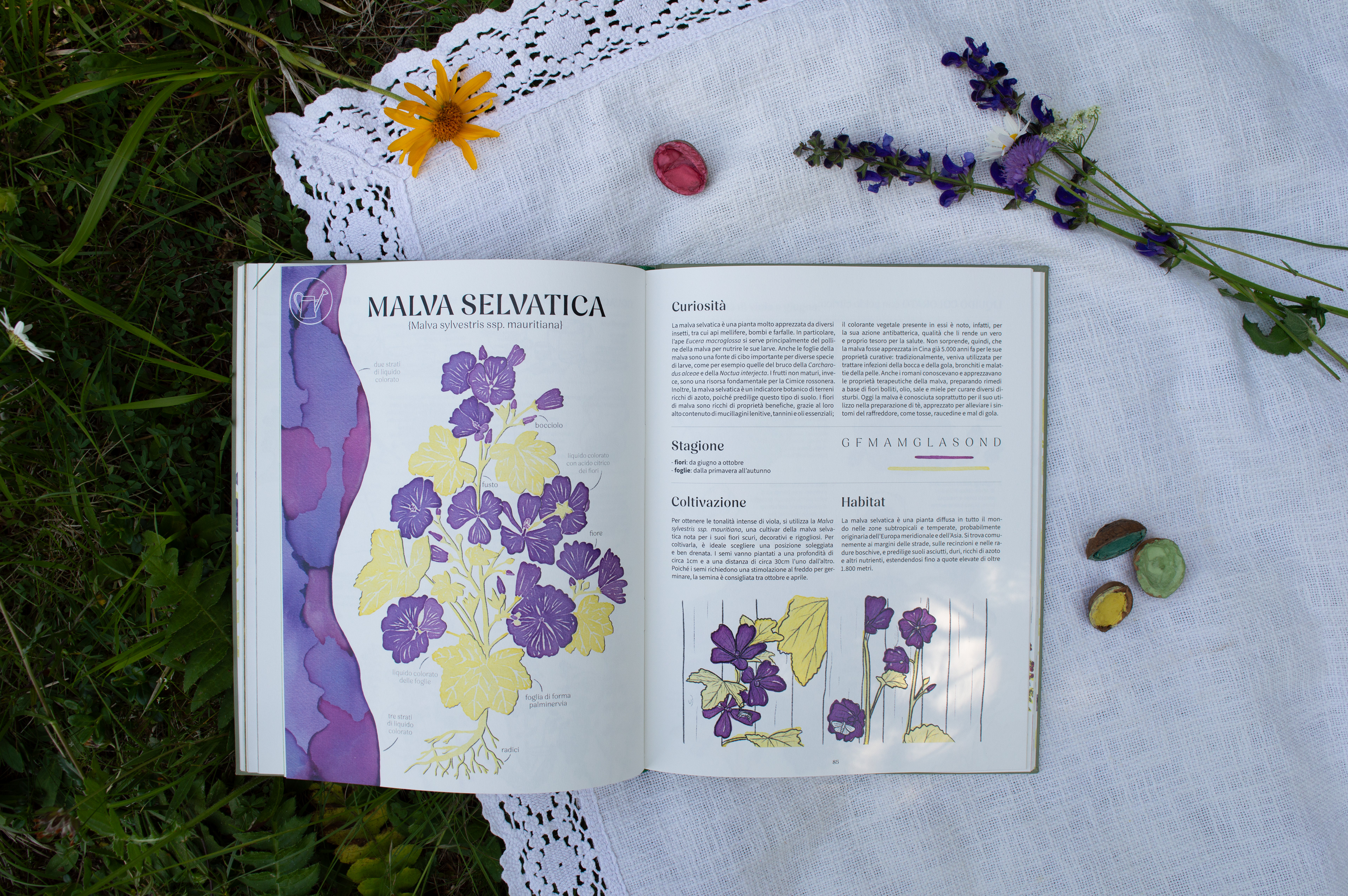 interesting facts about the plant (mallow) 