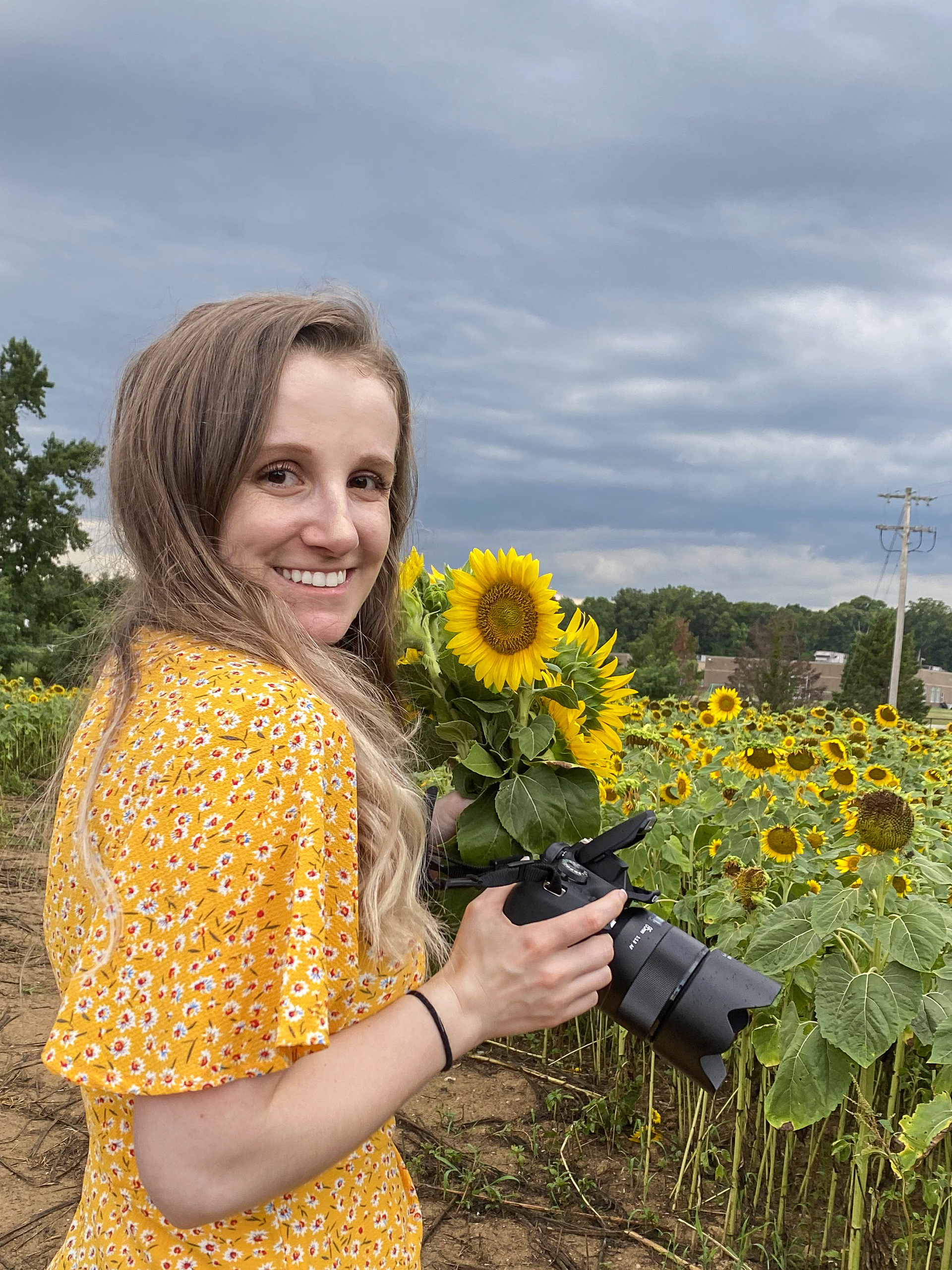Sunflower Photography