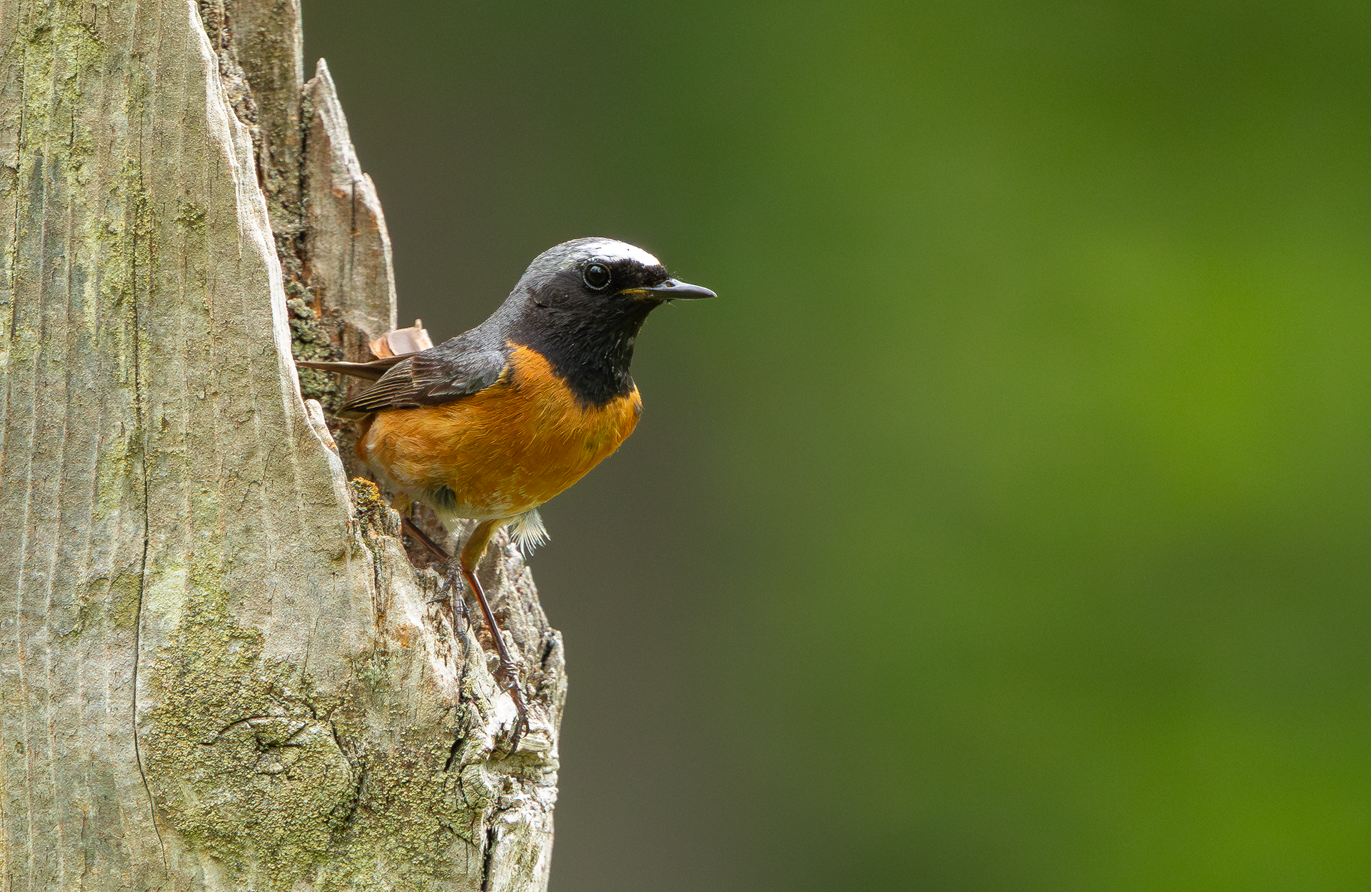 Common Redstart, Wyre Forest, Worcestershire
