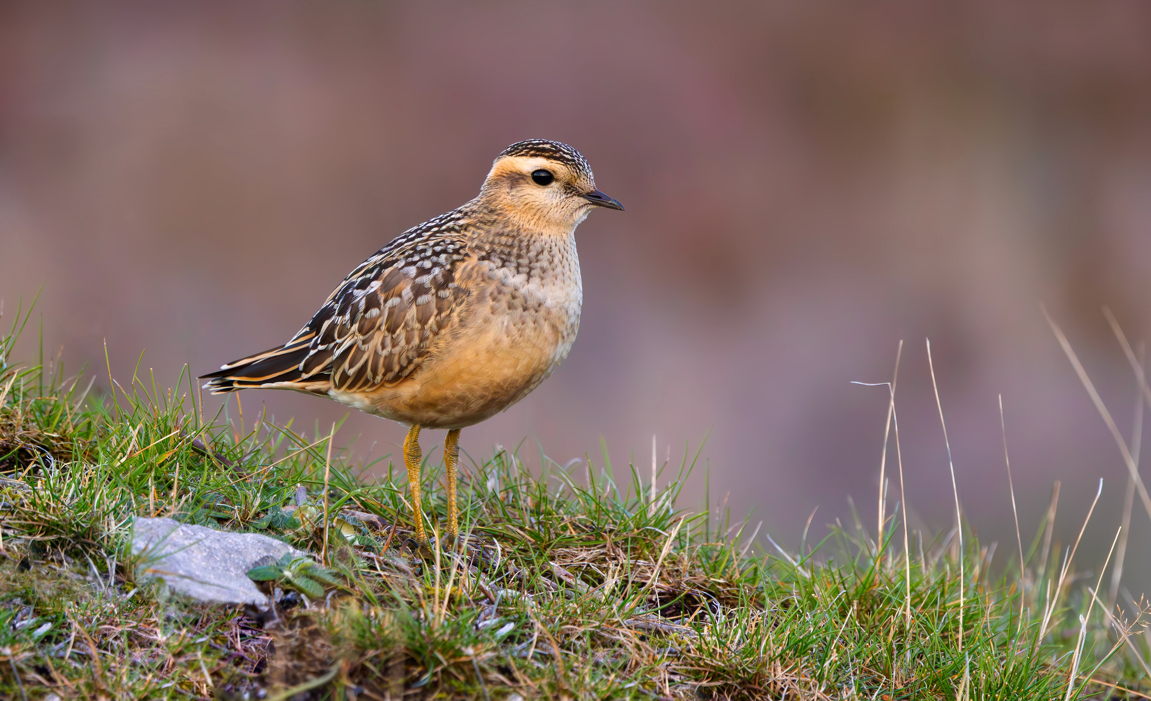 Eurasian Dotterel, Burbage Moor, South Yorkshire