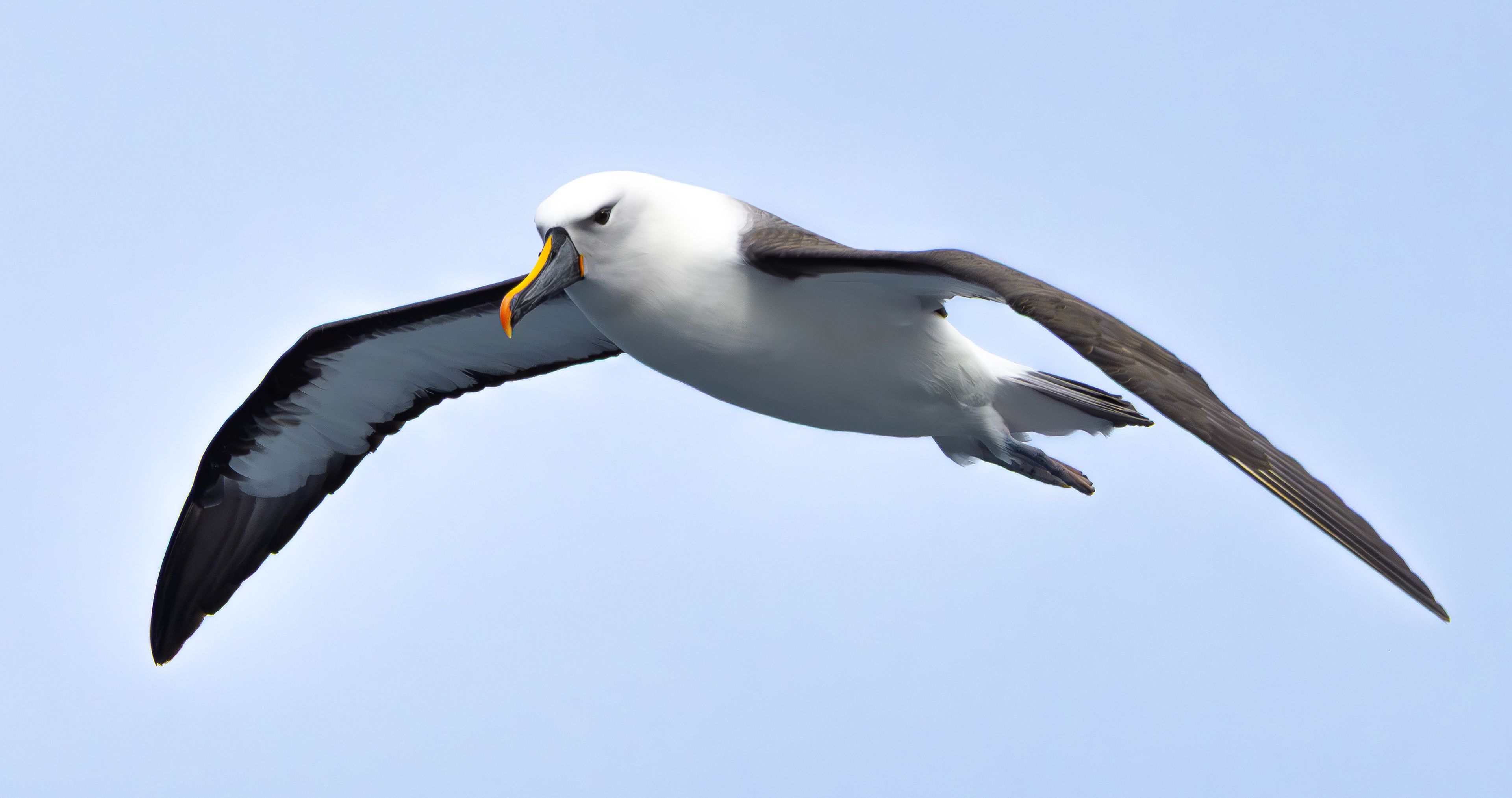 Indian Yellow-nosed Albatross