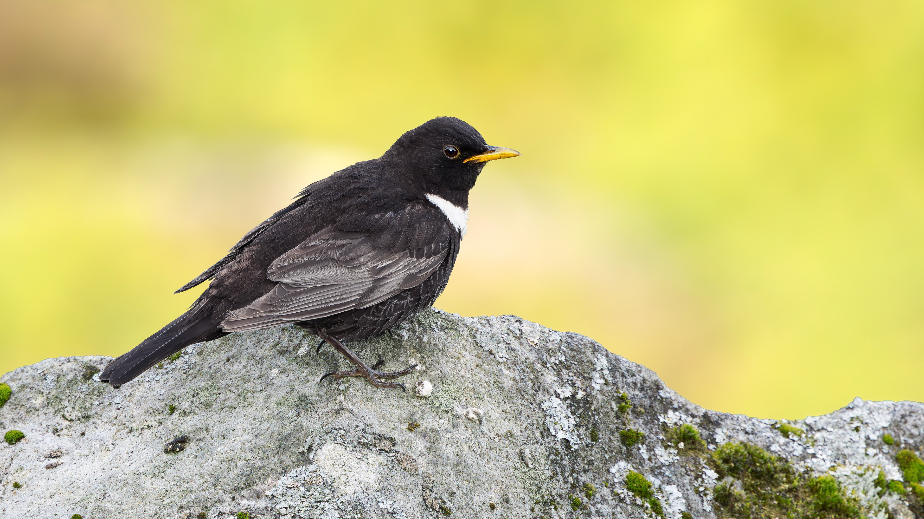 Ring Ouzel, Peak District