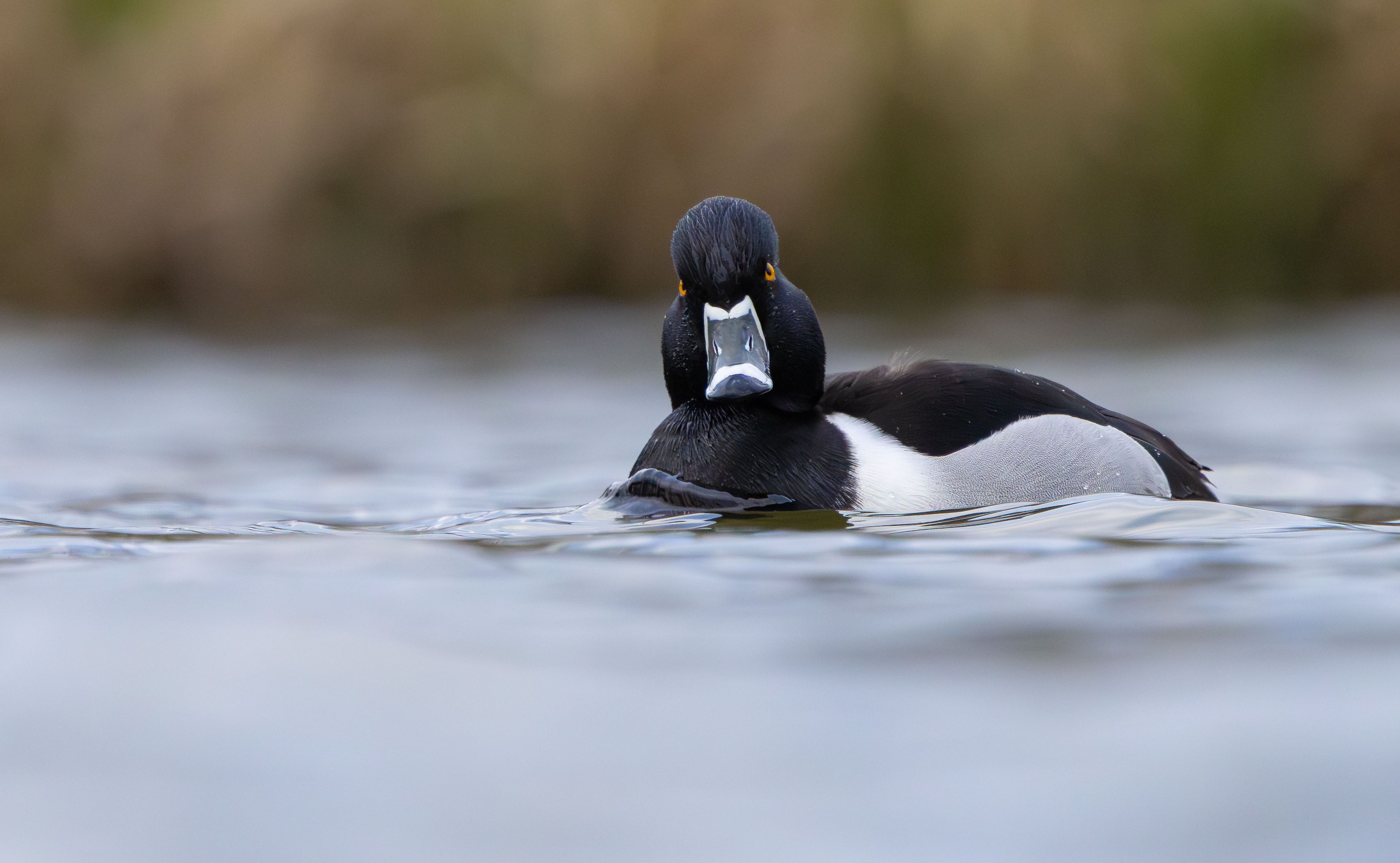 Ring-necked Duck, Codnor Park, Derbyshire