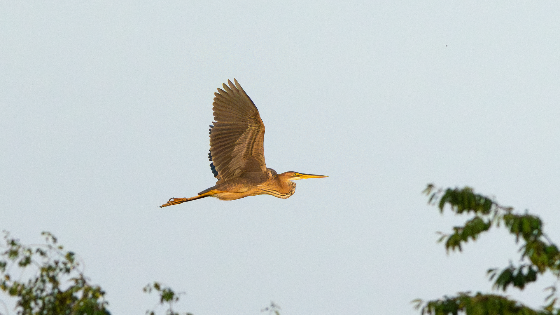 Purple Heron, Holme Pierrepont, Nottinghamshire