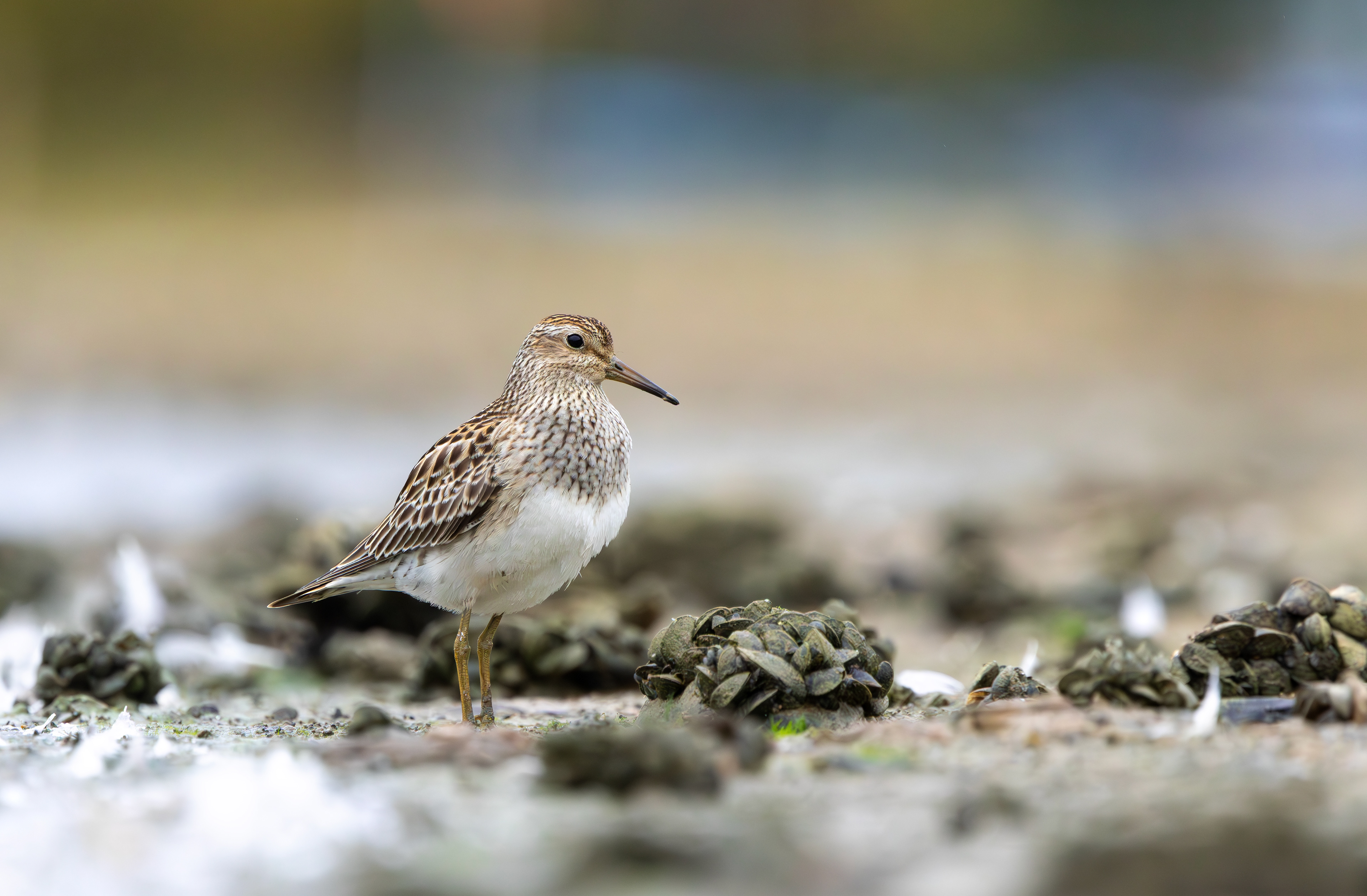 Pectoral Sandpiper, Hollowell Reservoir, Northamptonshire