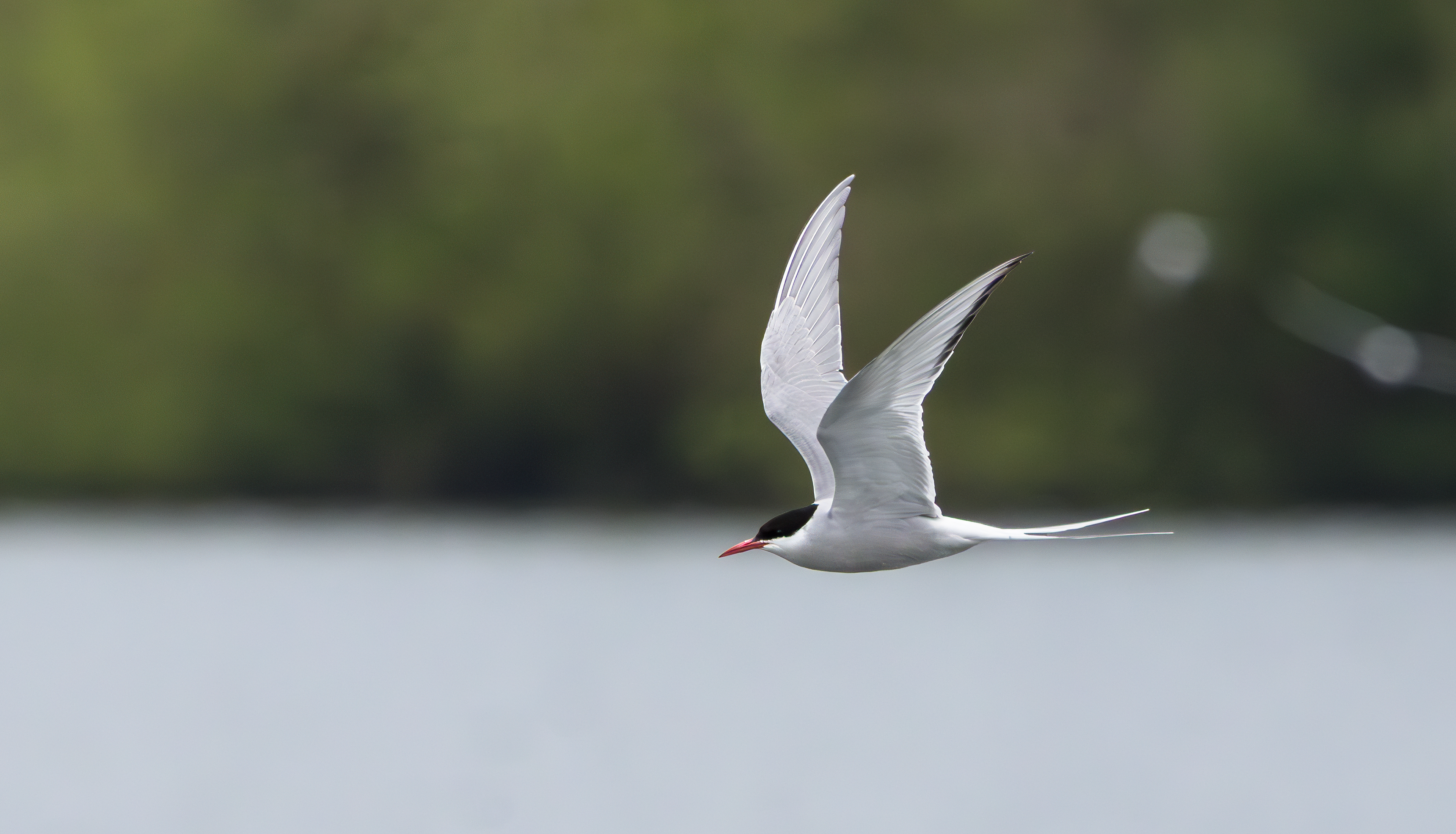 Arctic Tern, Attenborough NR, Nottinghamshire