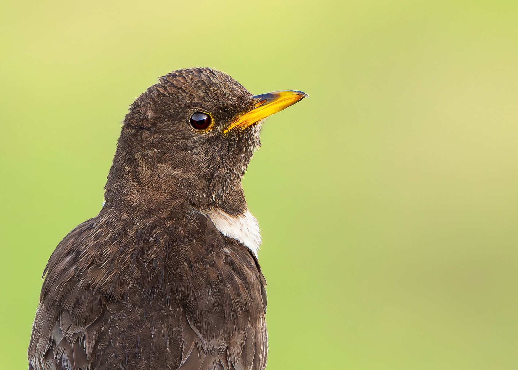 Ring Ouzel, Peak District