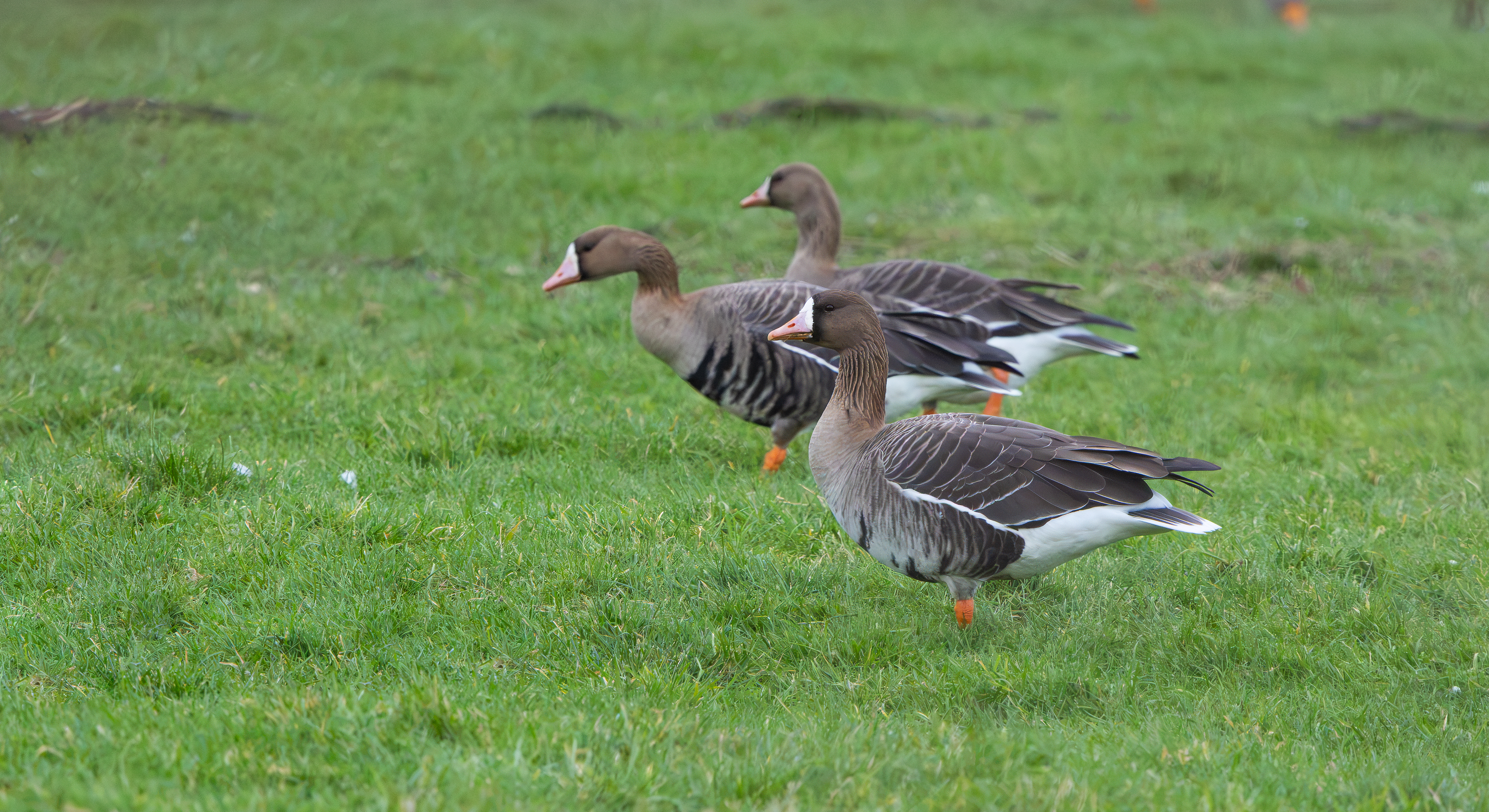 Russian White-fronted Geese, Girton Pits, Nottinghamshire