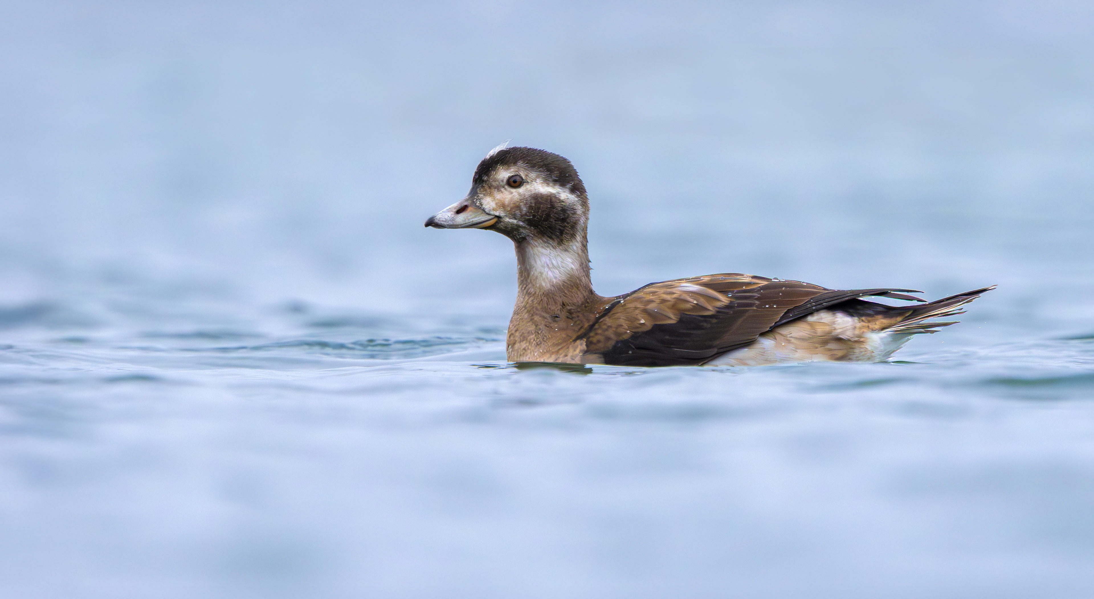 Long-tailed Duck, Kilvington Lakes, Nottinghamshire
