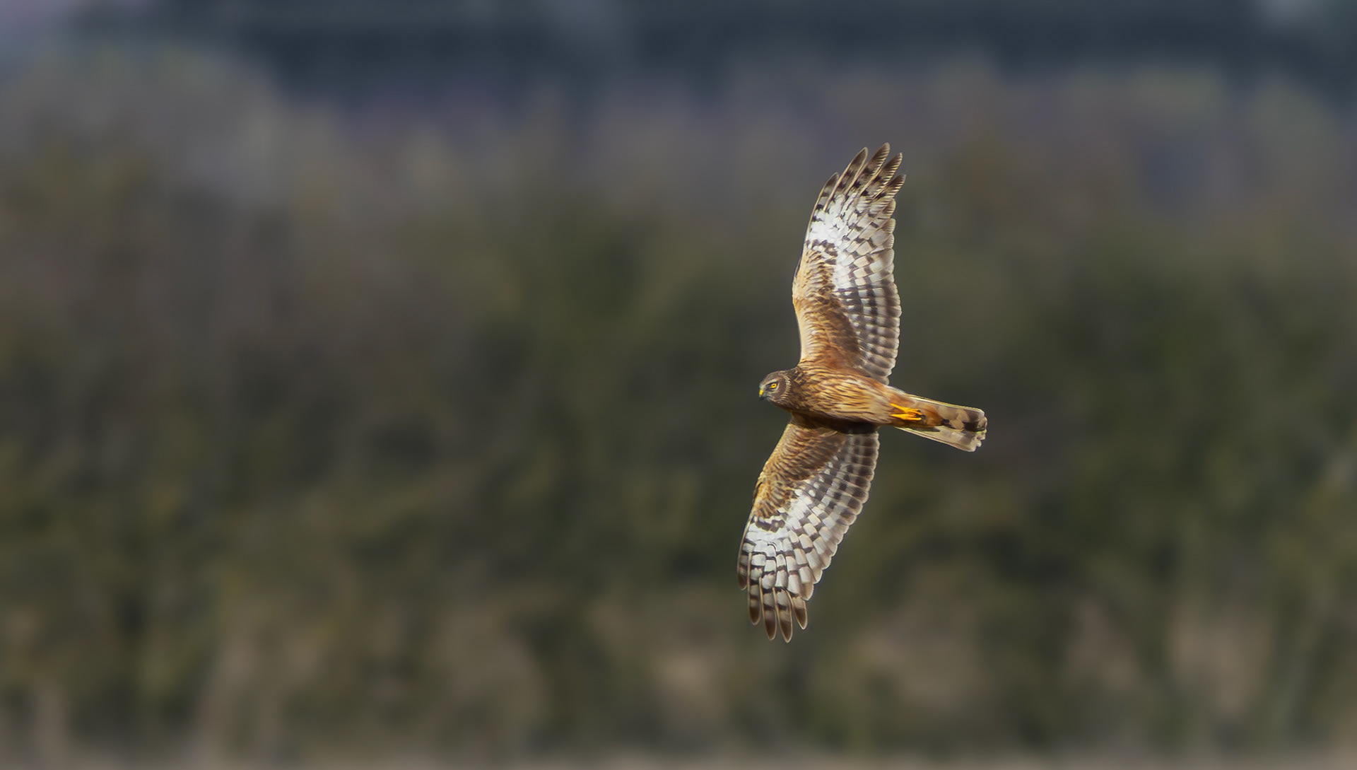 Hen Harrier, Lincolnshire