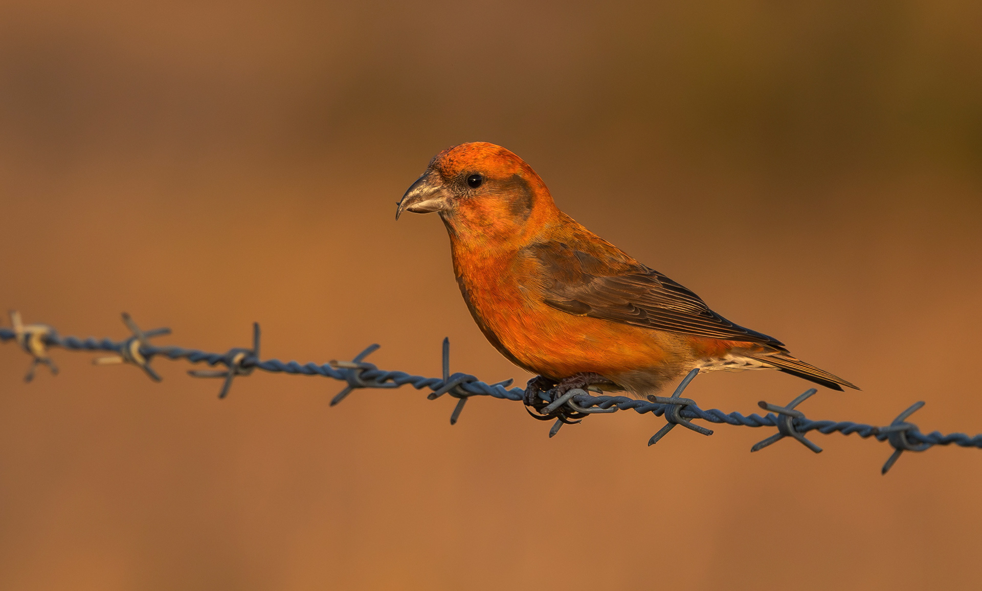 Common Crossbill, Nottinghamshire