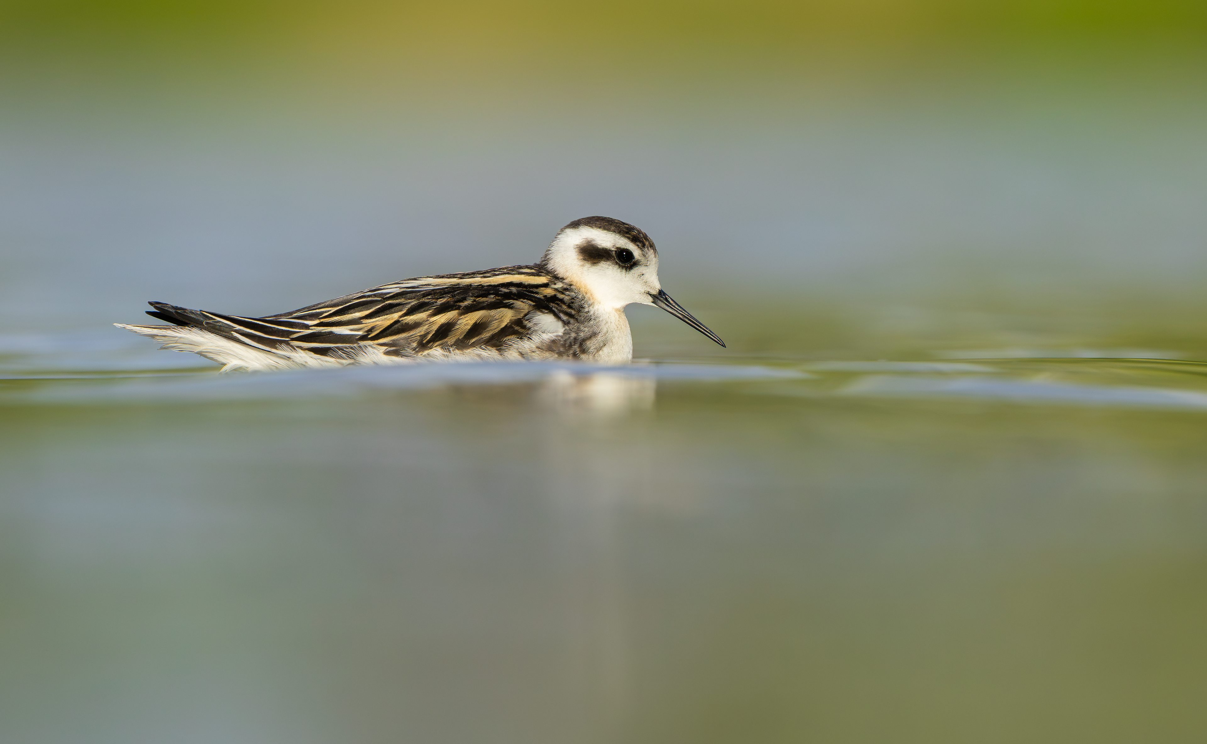 Red-necked Phalarope, Kingsbury Water Park, Warwickshire