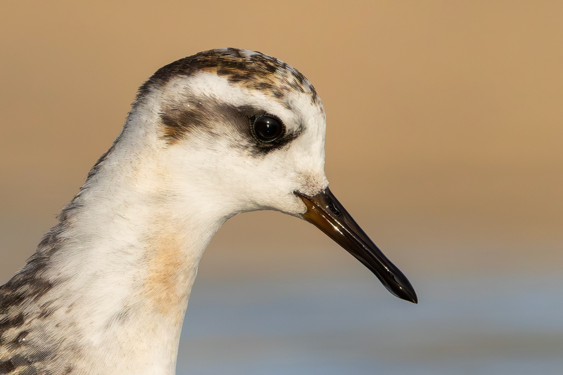 Grey Phalarope, Rutland Water, Leicestershire & Rutland