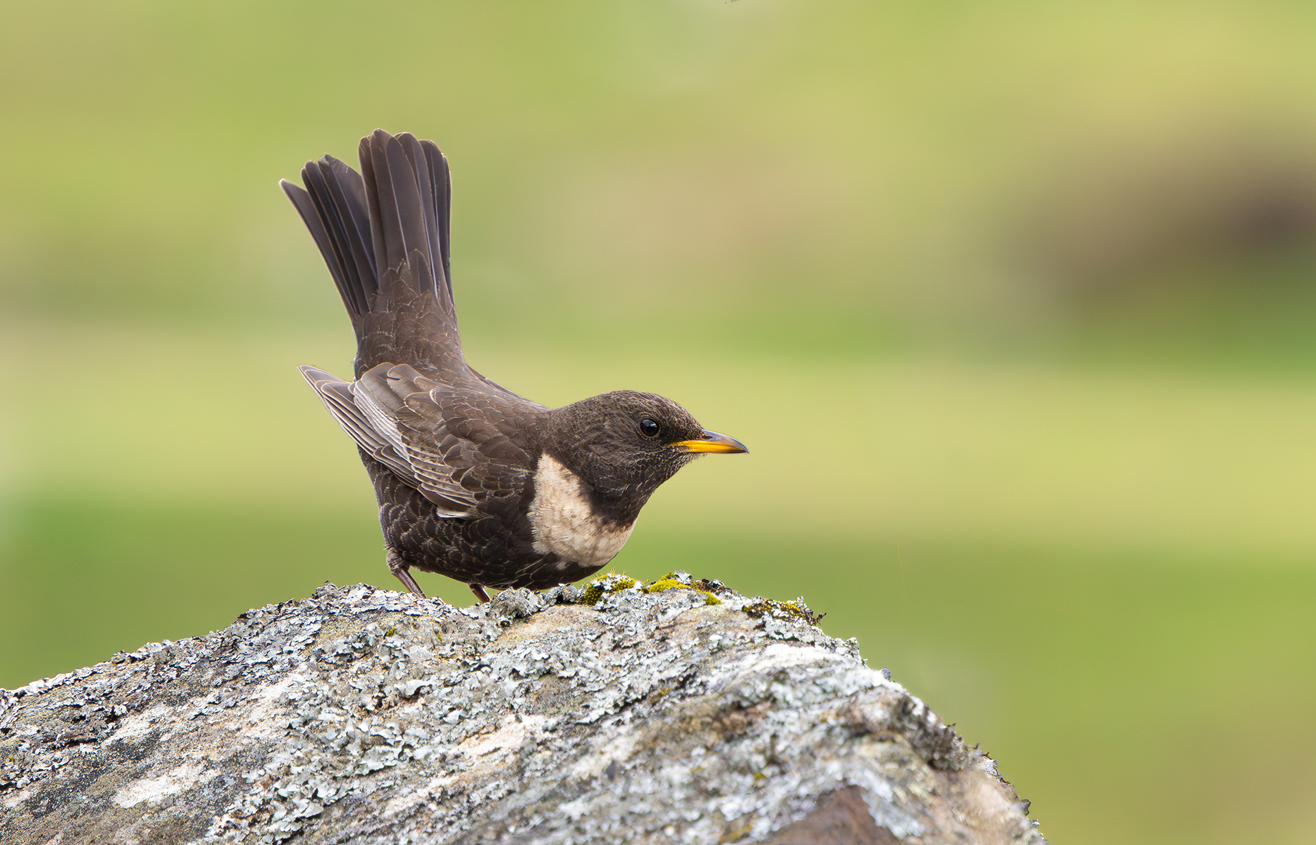 Ring Ouzel, Peak District, South Yorkshire