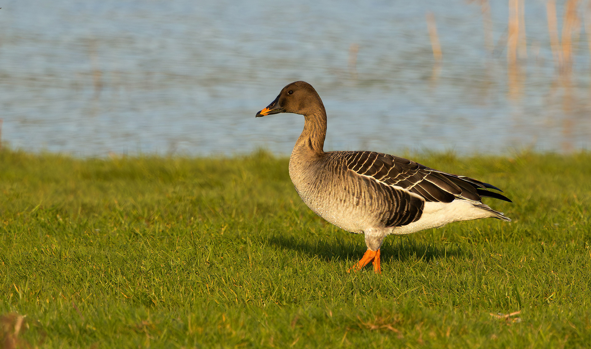 Tundra Bean Goose, Girton Pits, Nottinghamshire