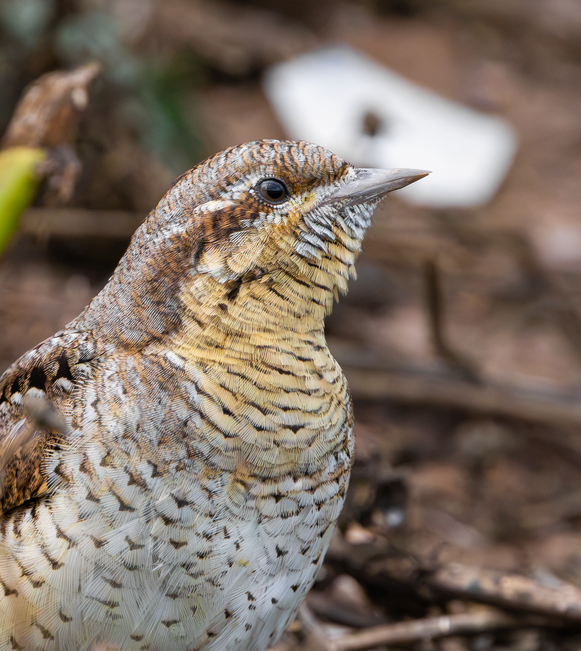 Wryneck, Freiston Shore RSPB, Lincolnshire